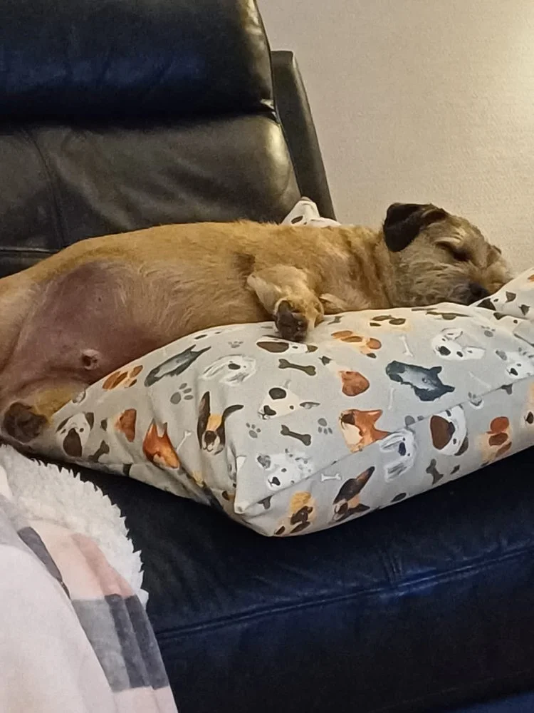 A brown dog is sleeping on a patterned dog-themed pillow on a black leather couch.