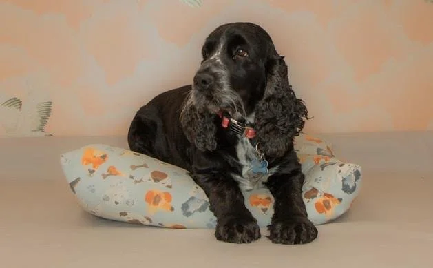 A black and white Cocker Spaniel puppy sitting on a gray bed with a printed pillow, looking to the side against a beige wall.
