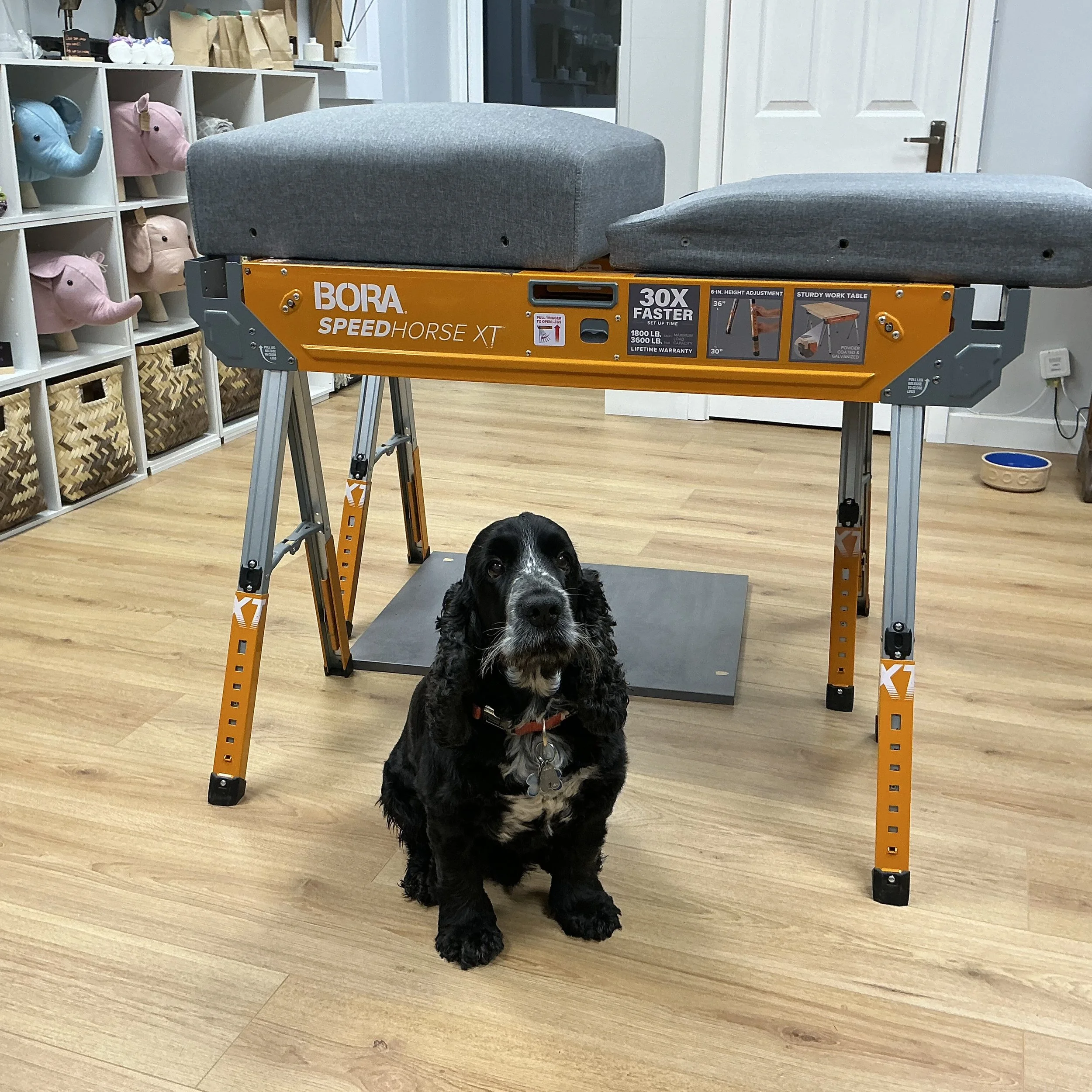 A black and white puppy sitting on a wooden floor in front of an orange work table, with shelves containing stuffed animal toys in the background.
