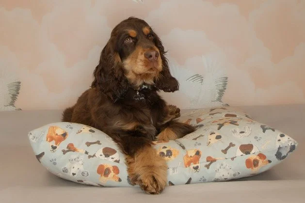 A brown and tan Cocker Spaniel lying on a pillow with dog print, resting on a gray surface in front of a plain wall.