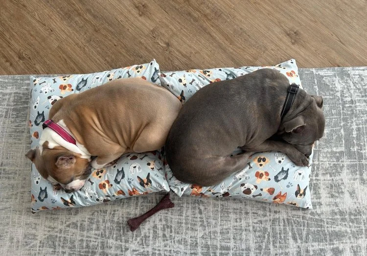 Two dogs sleeping on a paw print patterned pillow on a rug, with a wooden floor in the background.