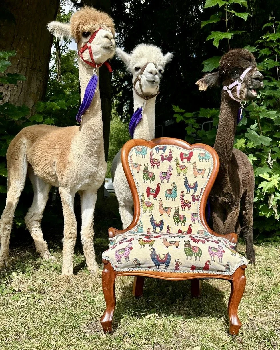 Three alpacas standing outdoors next to a colorful upholstered chair with llama and alpaca patterns, surrounded by green foliage.