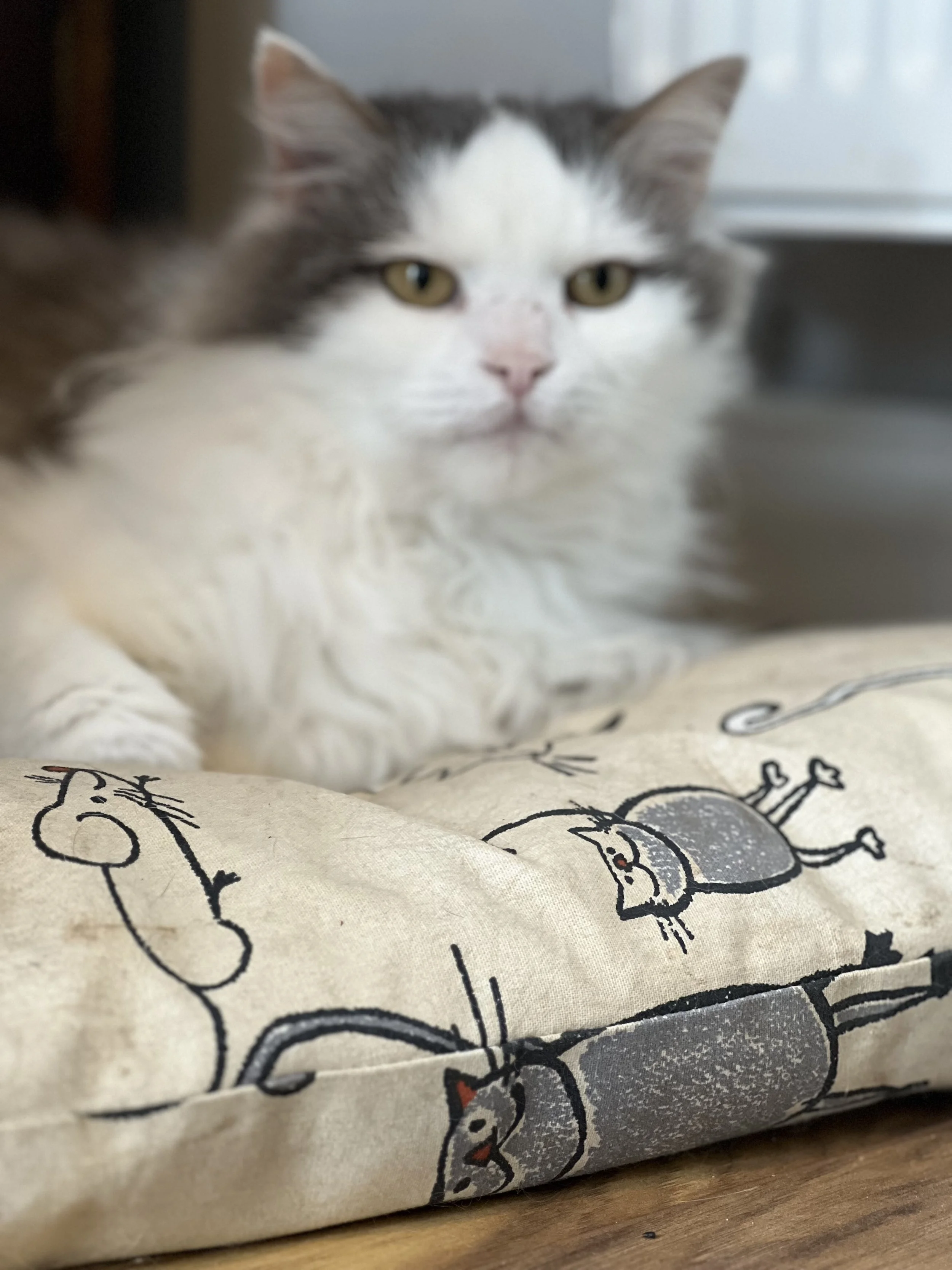 A fluffy white and gray cat resting on a fabric with cartoon mouse and cat illustrations.