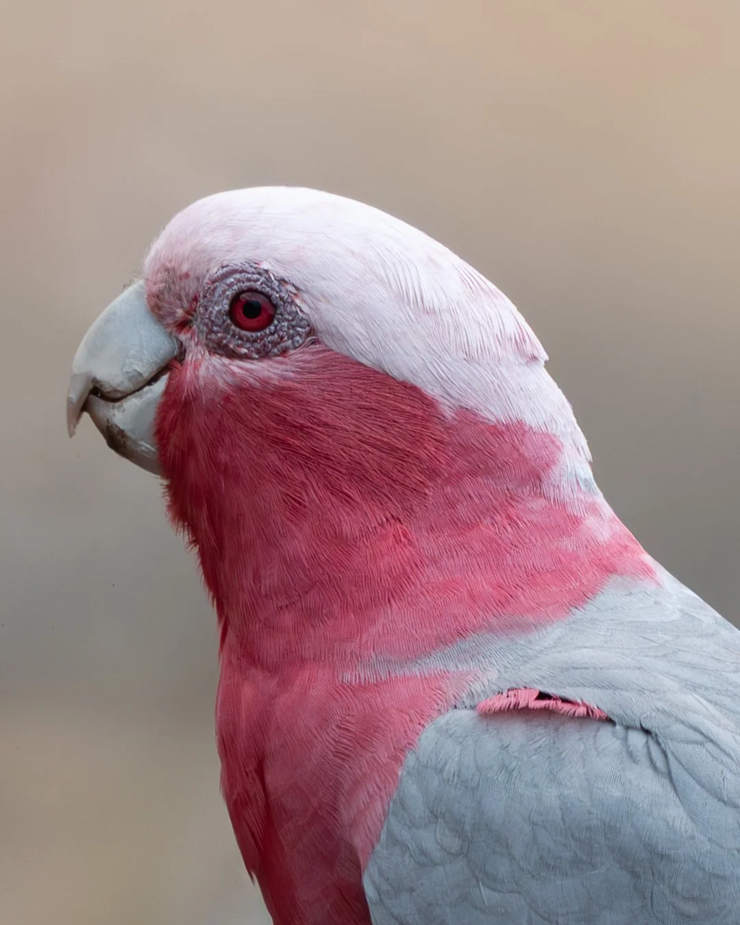 Galah-1.jpg