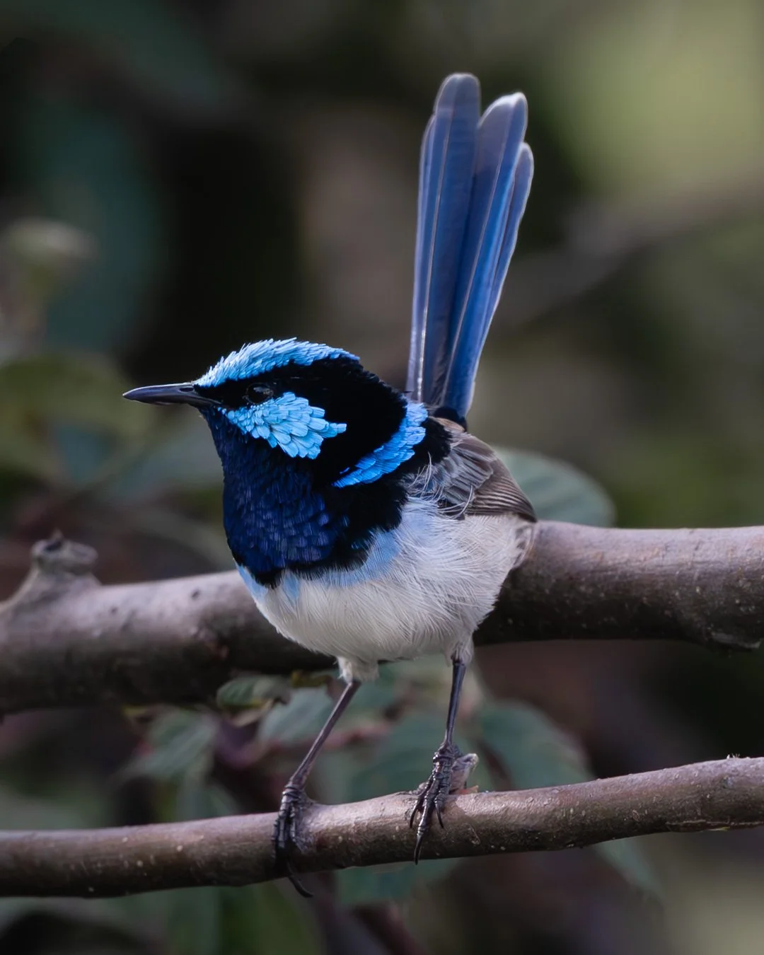 @monica_takesphotos_bluewren.jpg