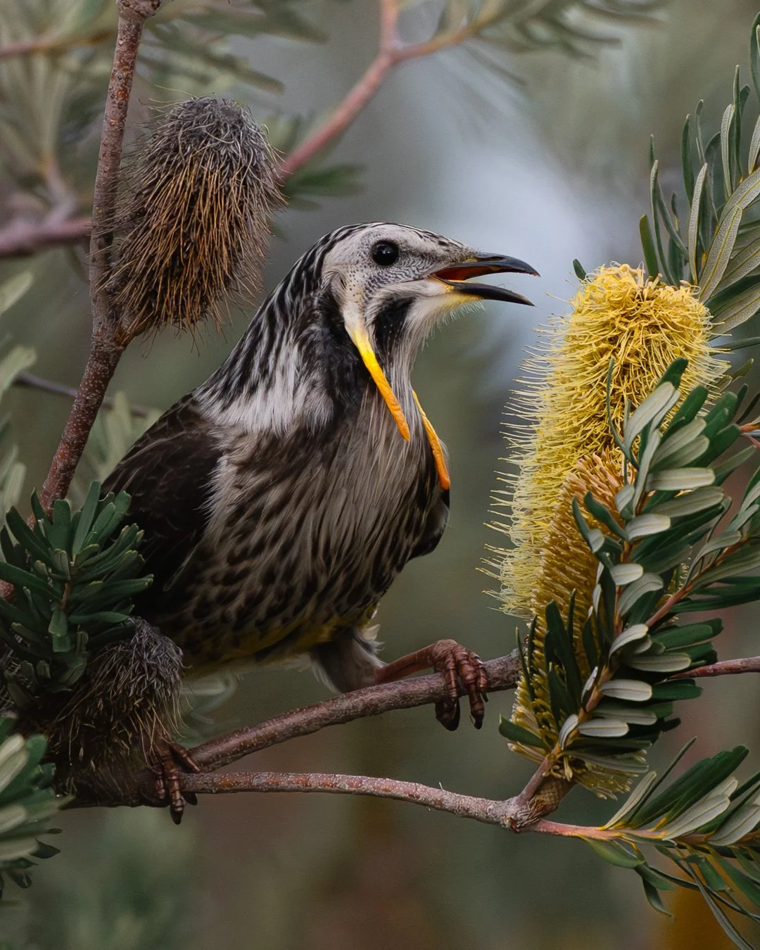 @monica_takesphotos_wattlebirds.jpg