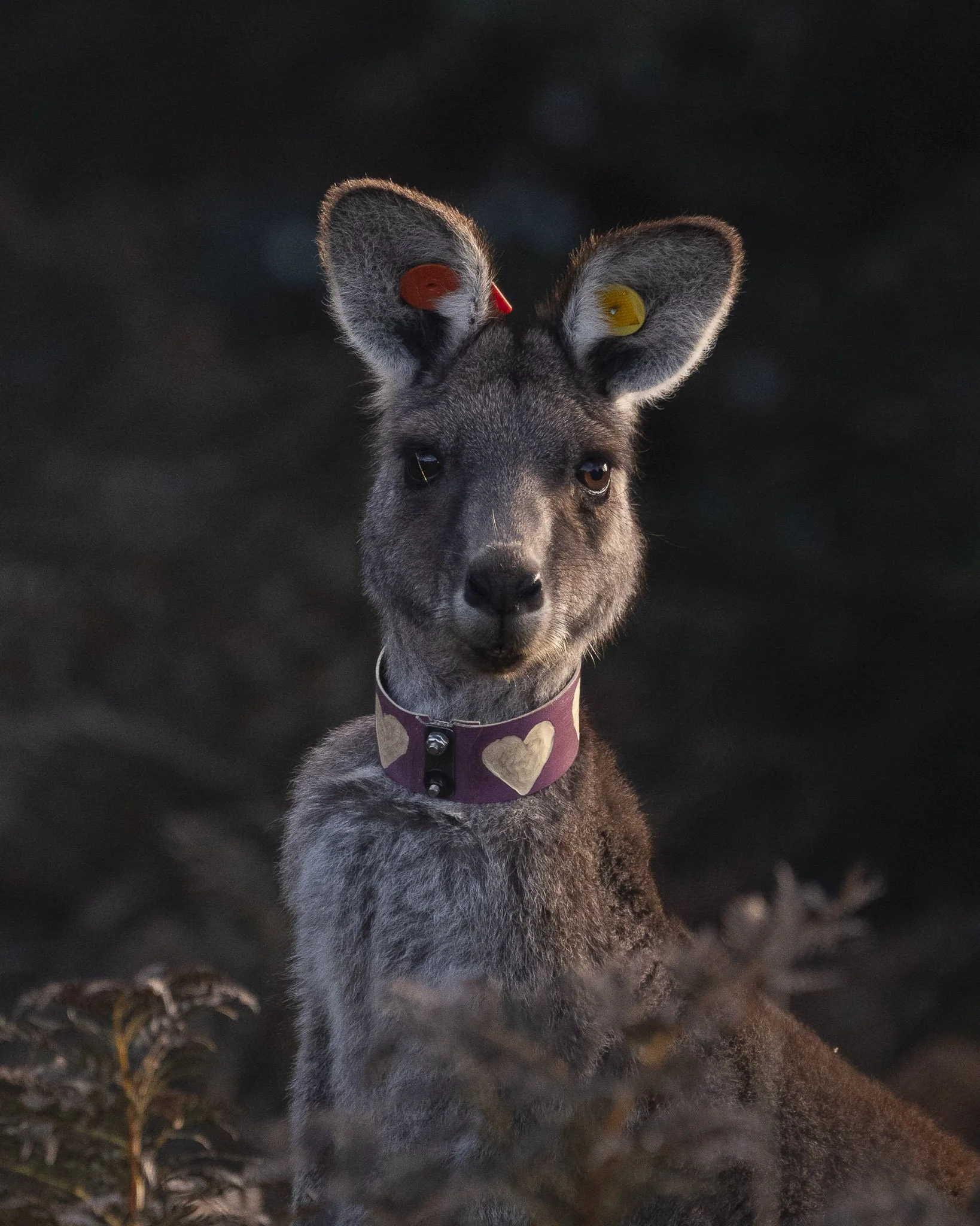 whale2_Monica Willmott_Australianwildlifephotographer-3.jpg