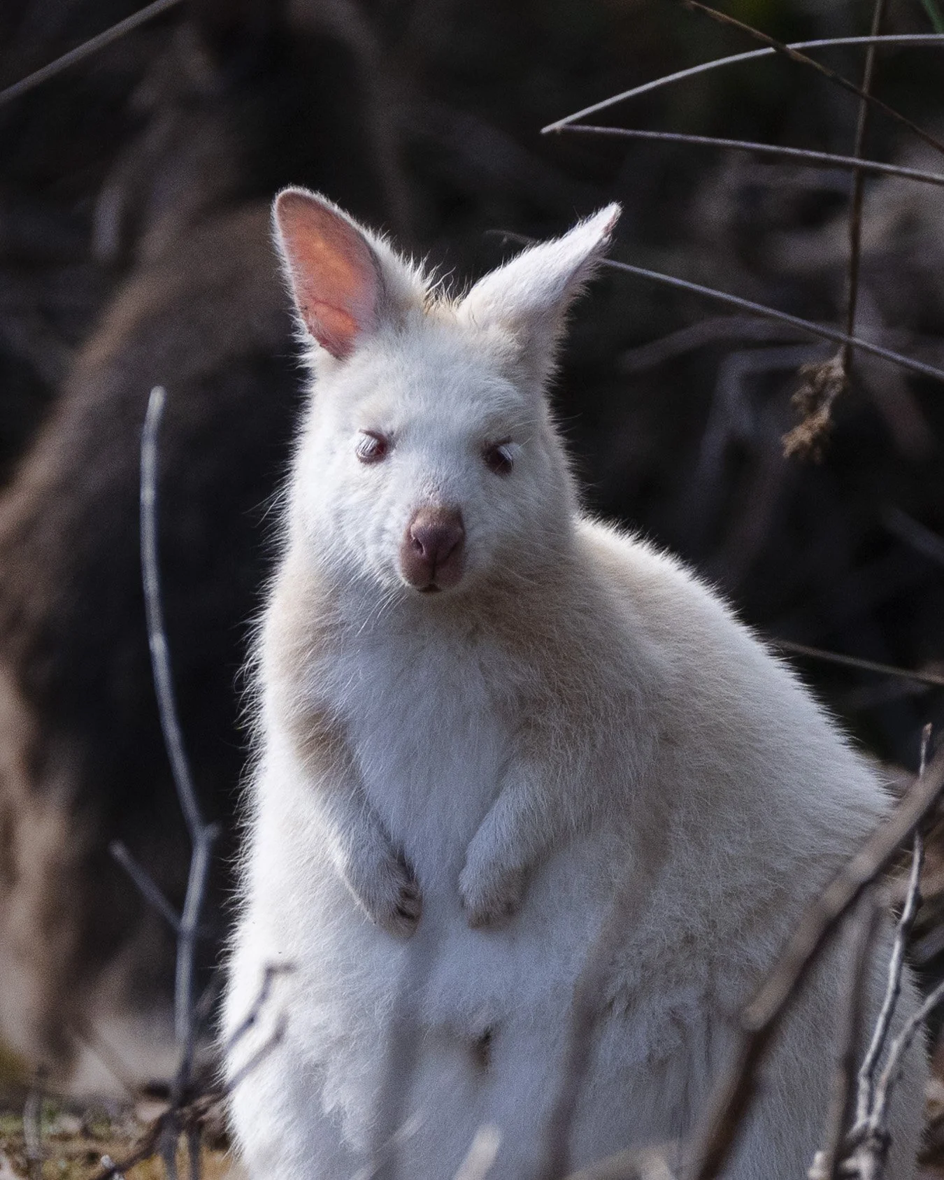 white wallaby-1.jpg