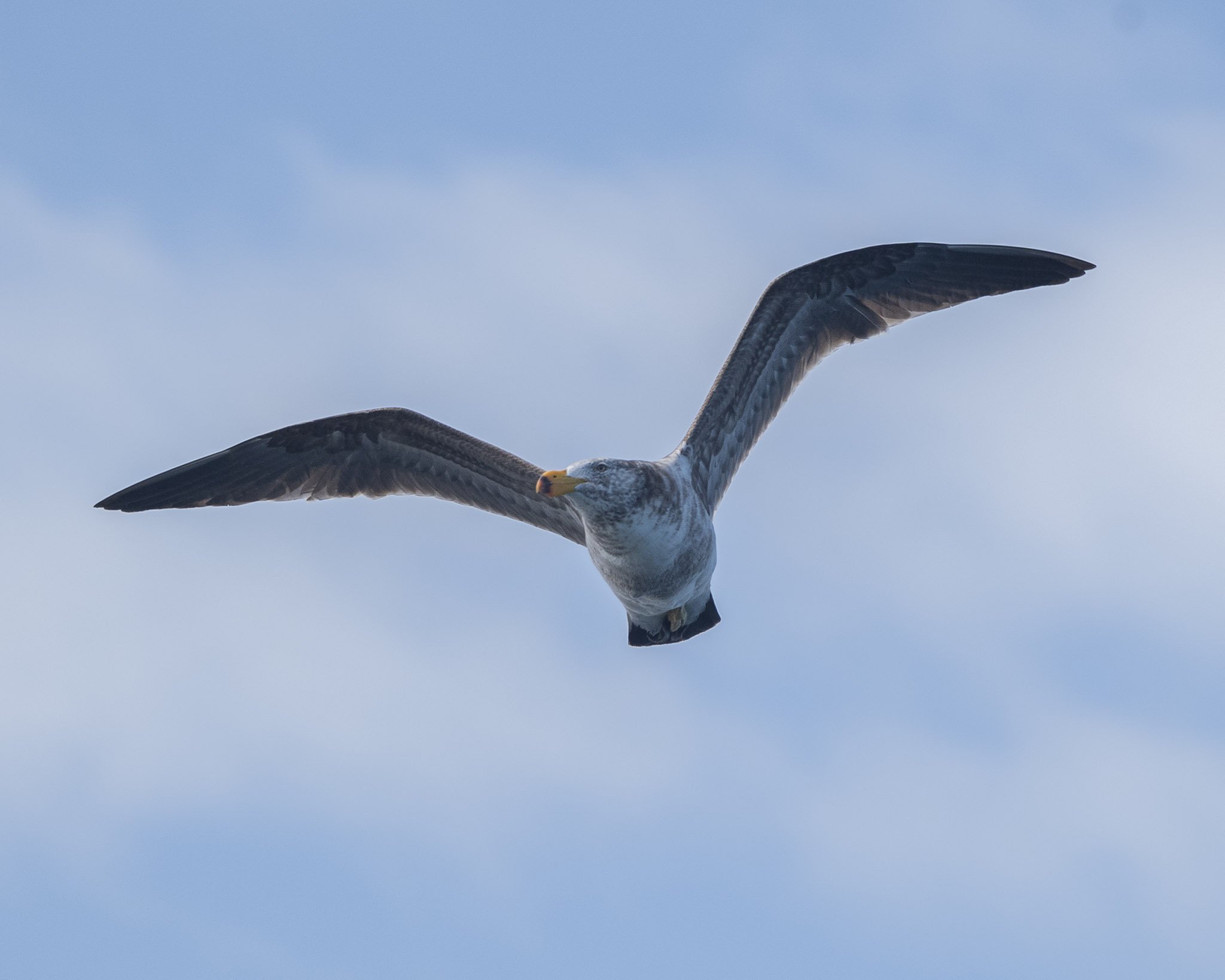 Whale_Monica Willmott_Australianwildlifephotographer-1.jpg