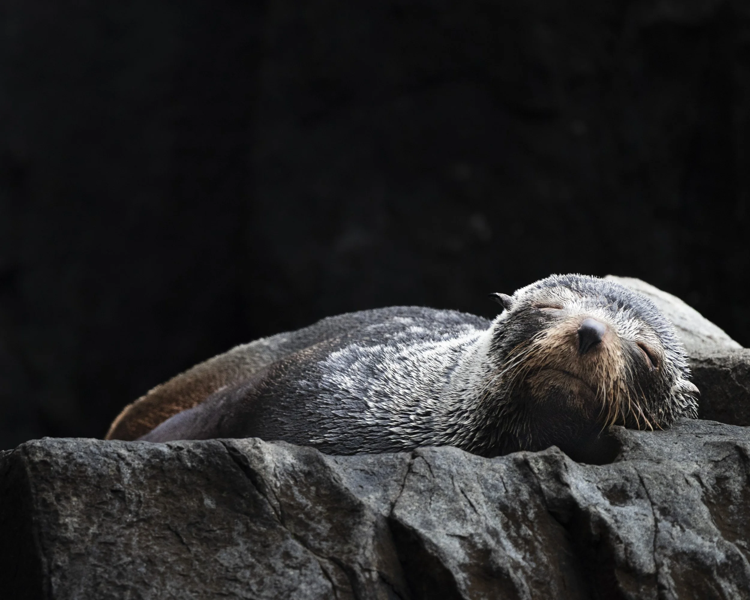 whales and birds-4.jpg