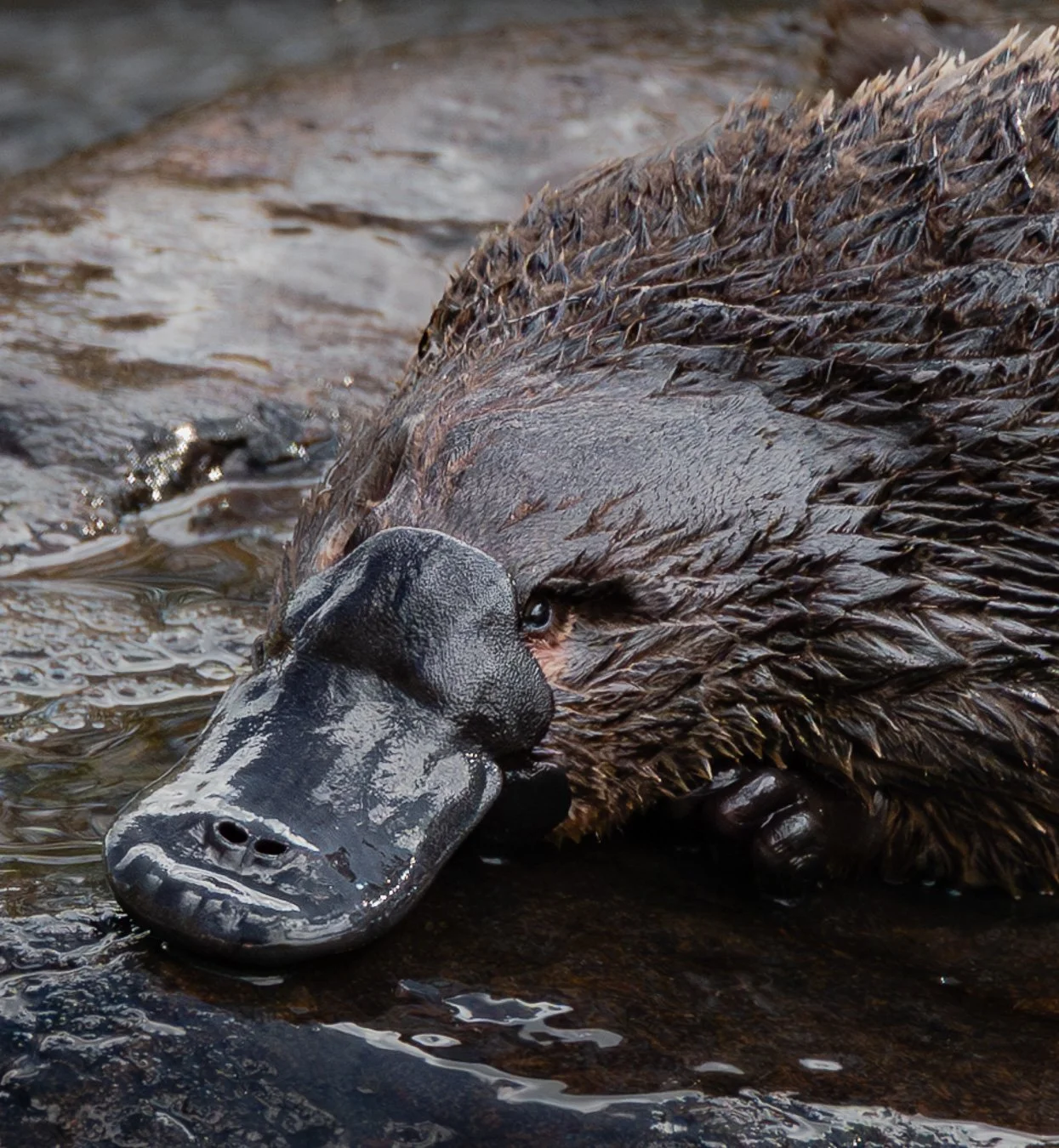 @monica_takesphotos_platypus-3.jpg