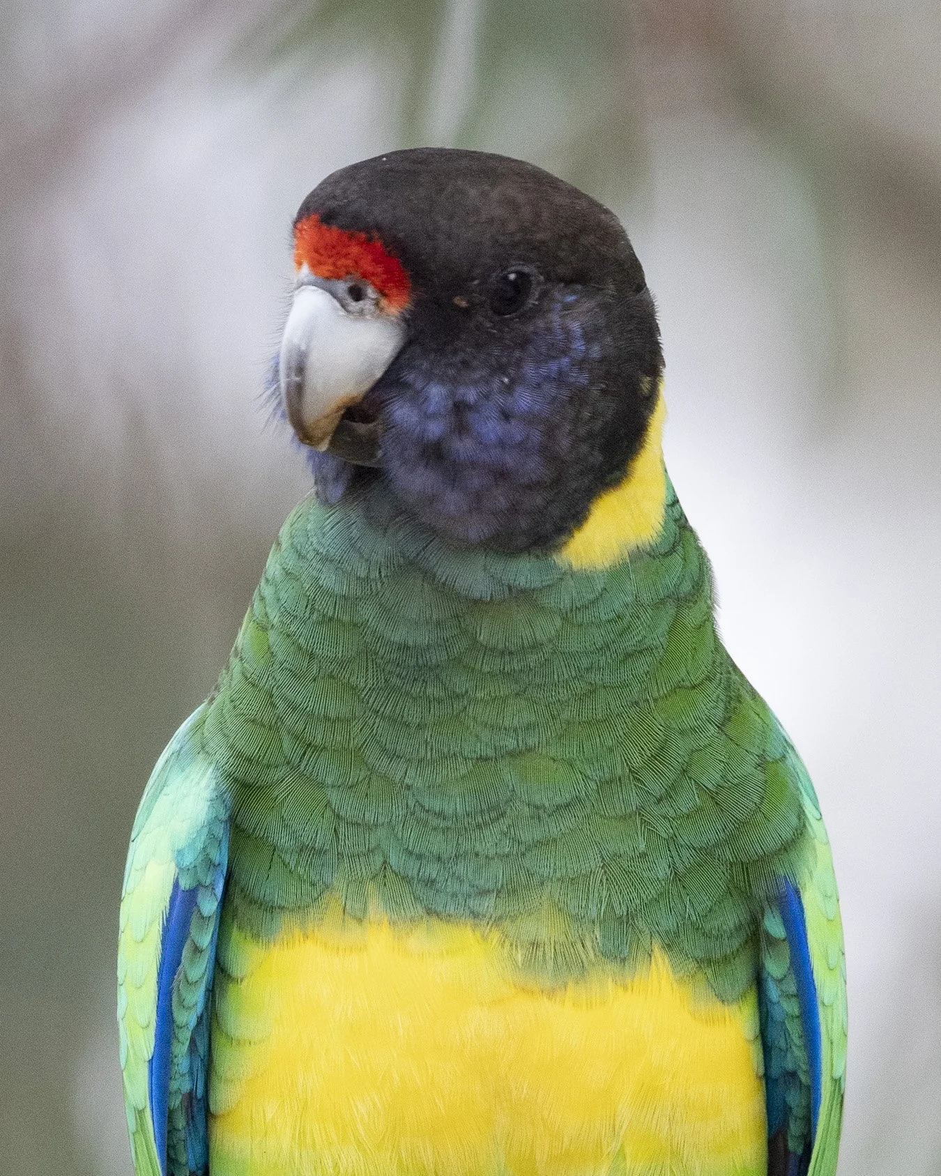 Ringneck parrot-2.jpg