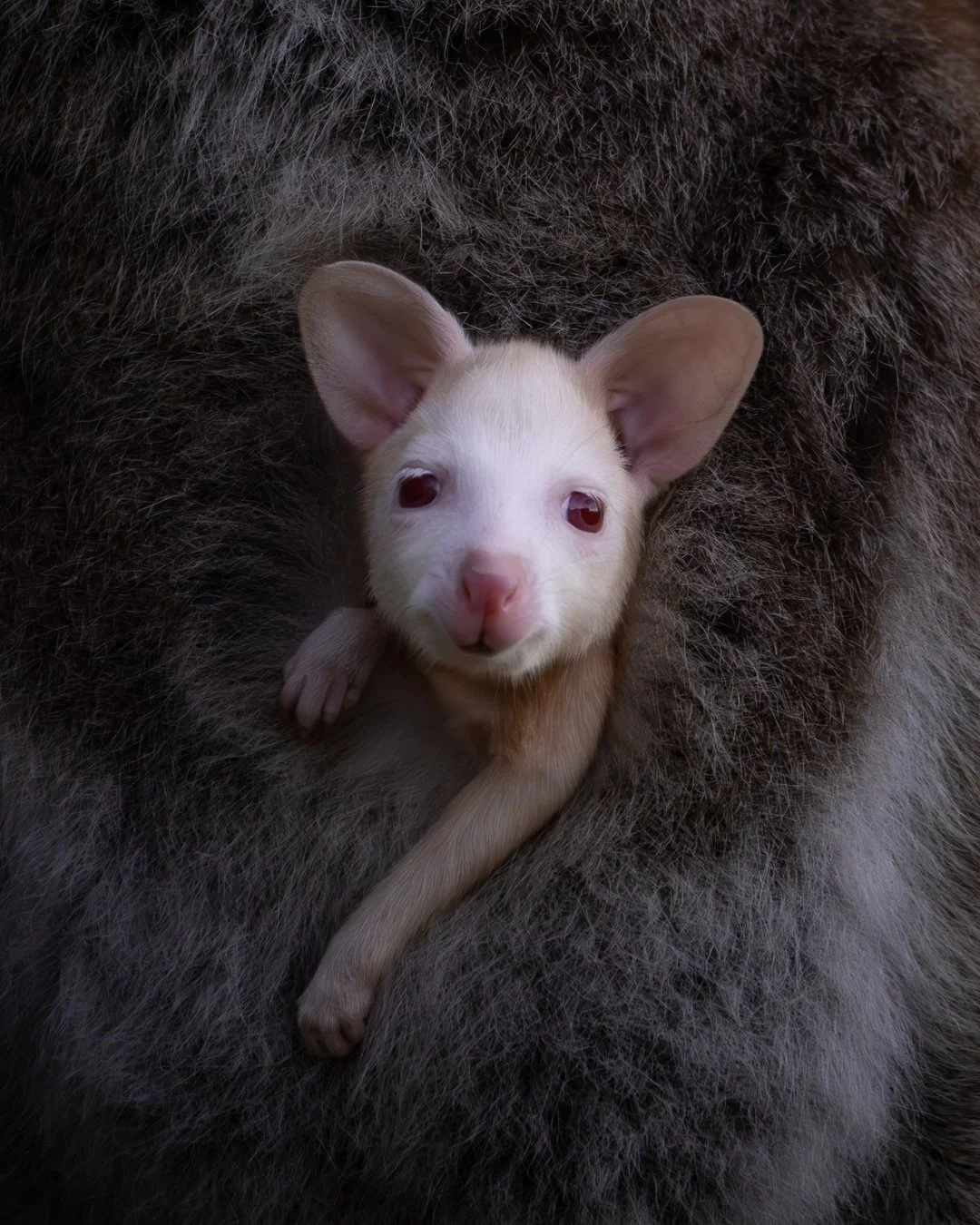 @monica_takesphotos_WW joey.jpg