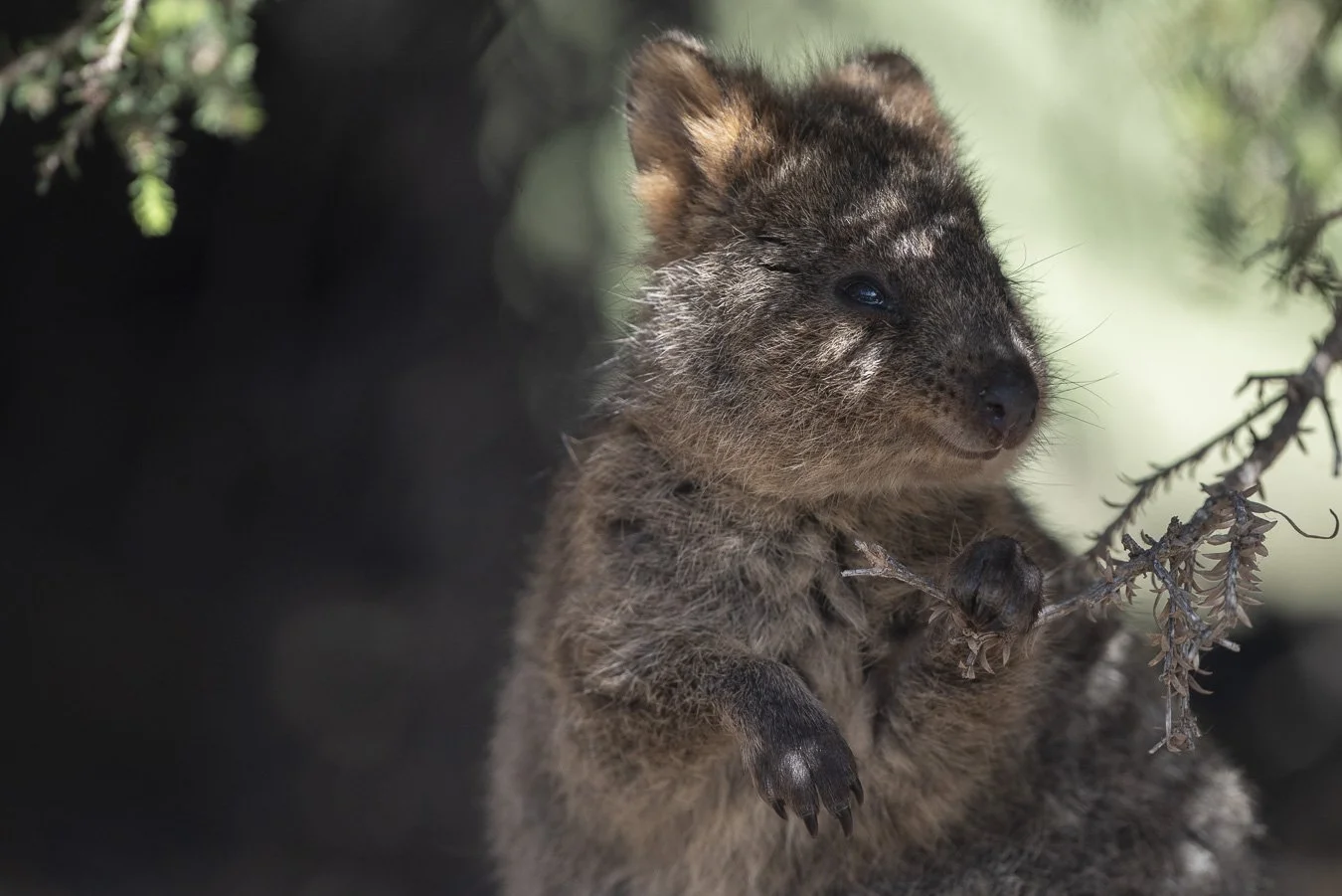 Quokka-2.jpg