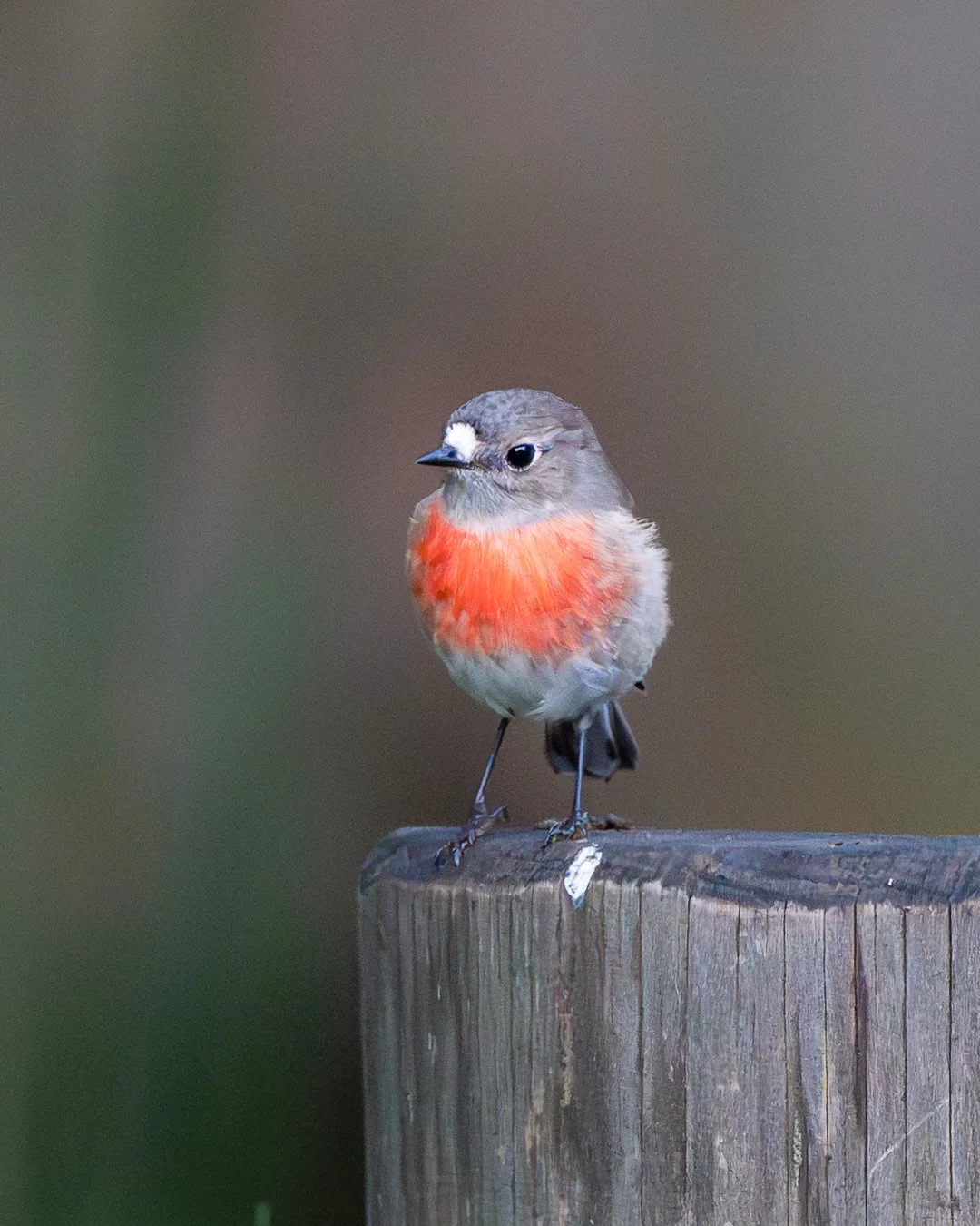 @monica_takesphotos_robins-2.jpg