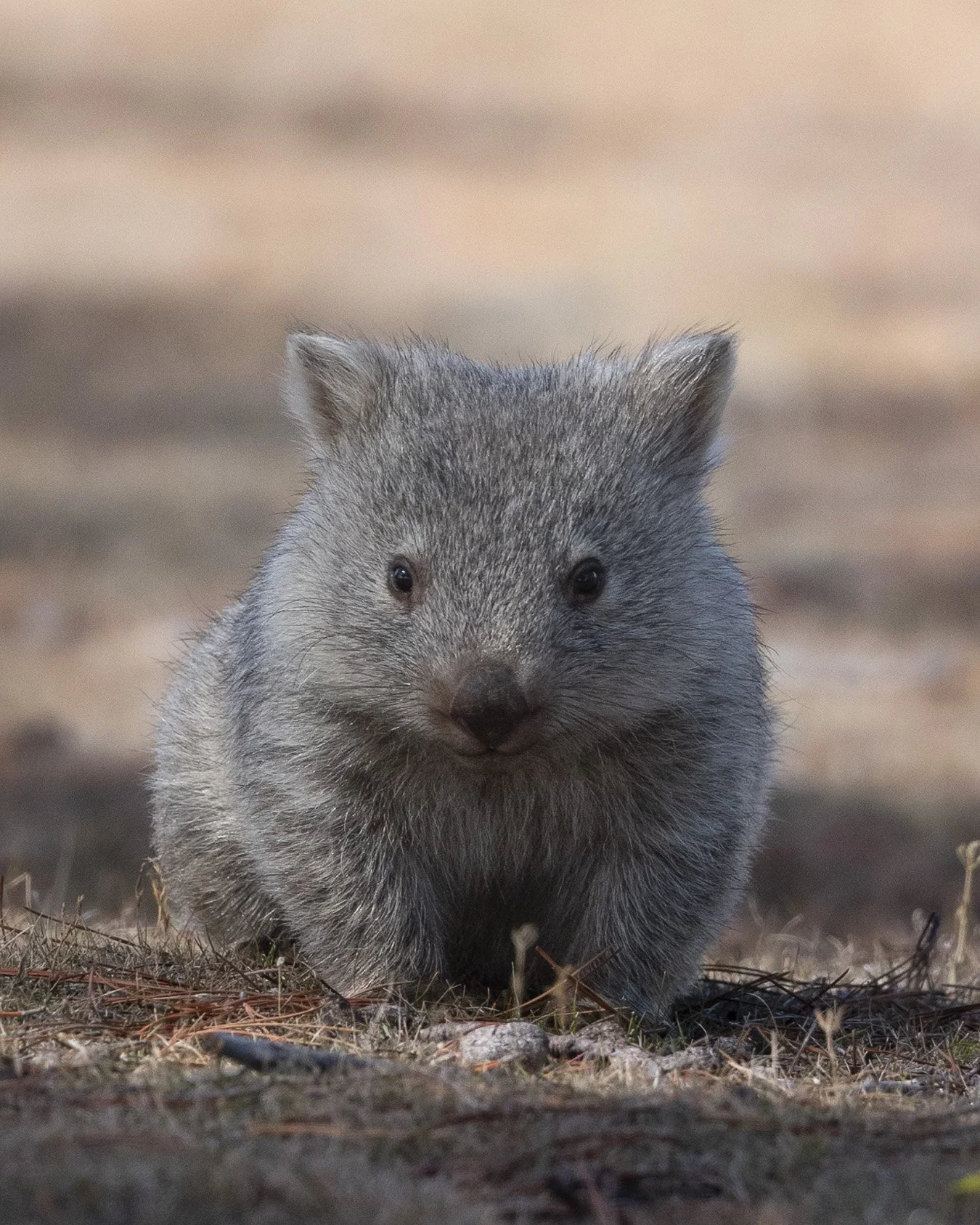 Maria Island 2024-3.jpg