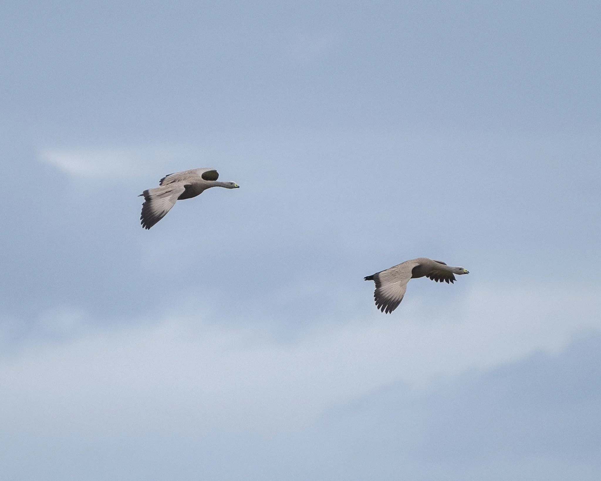 Kangaroo_Monica Willmott_Australianwildlifephotographer-3.jpg