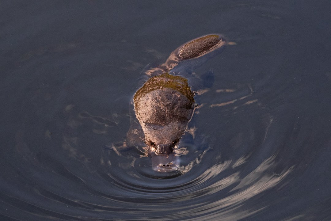 platypus-8804.jpg