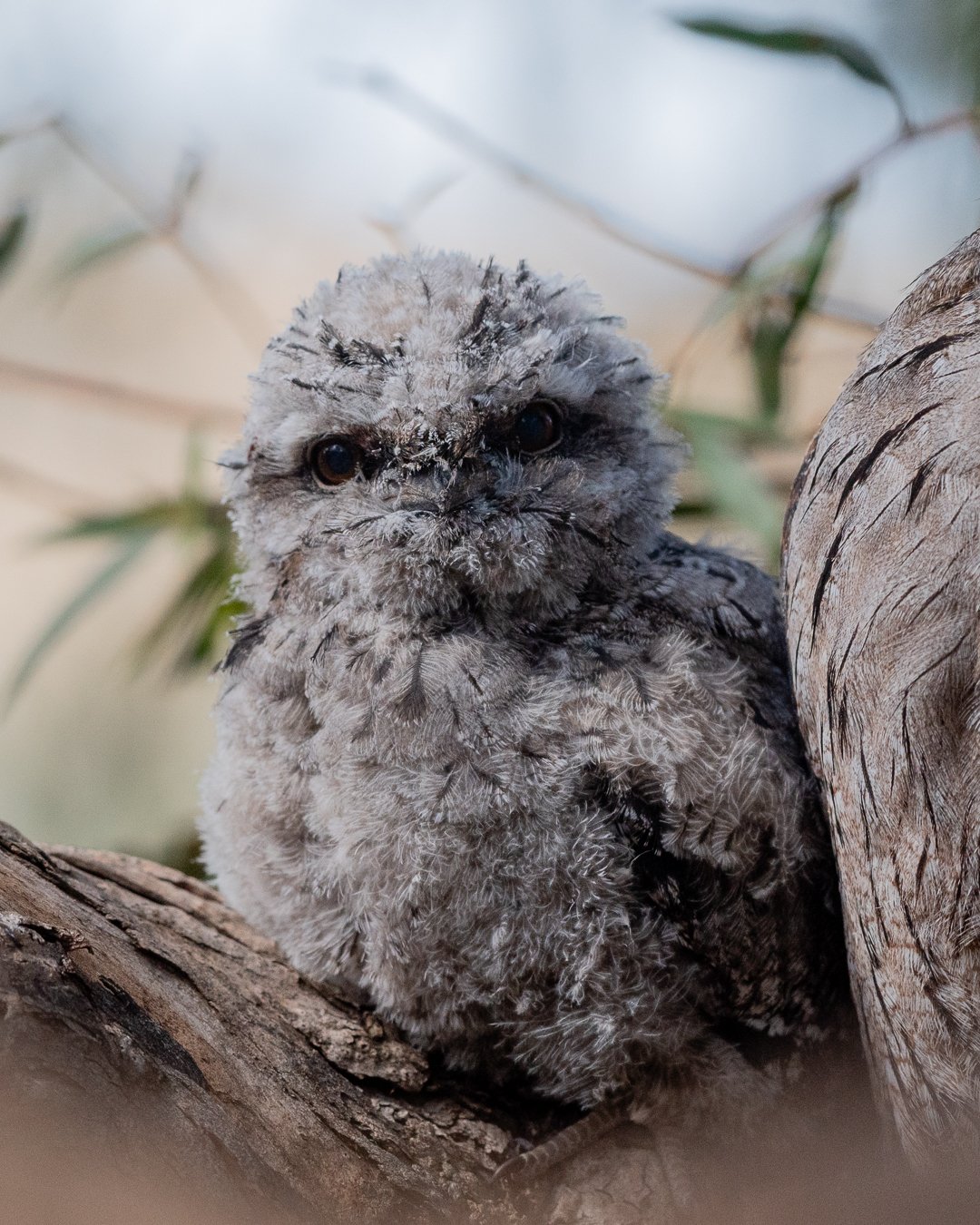 tawny baby-4.jpg