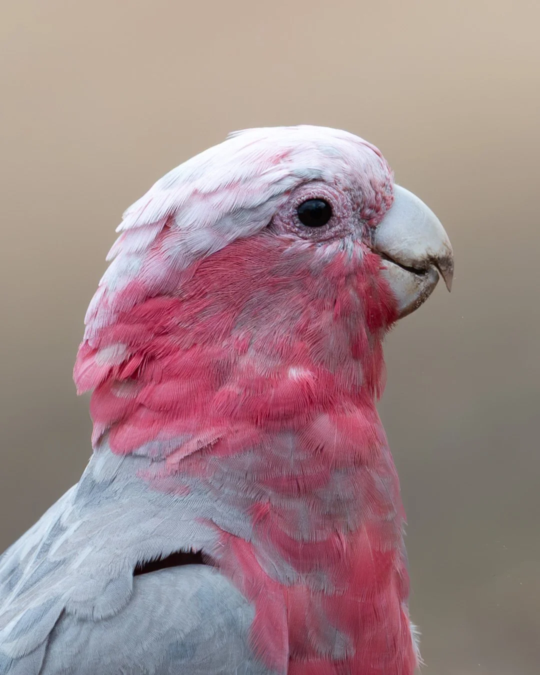 Galah-2.jpg