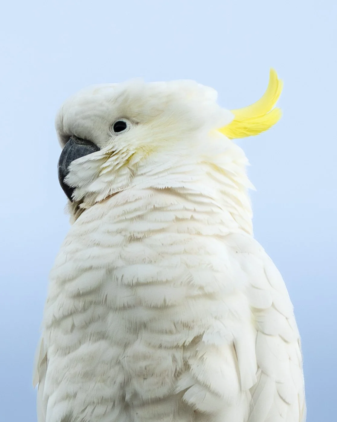 cockaroo-2.jpg