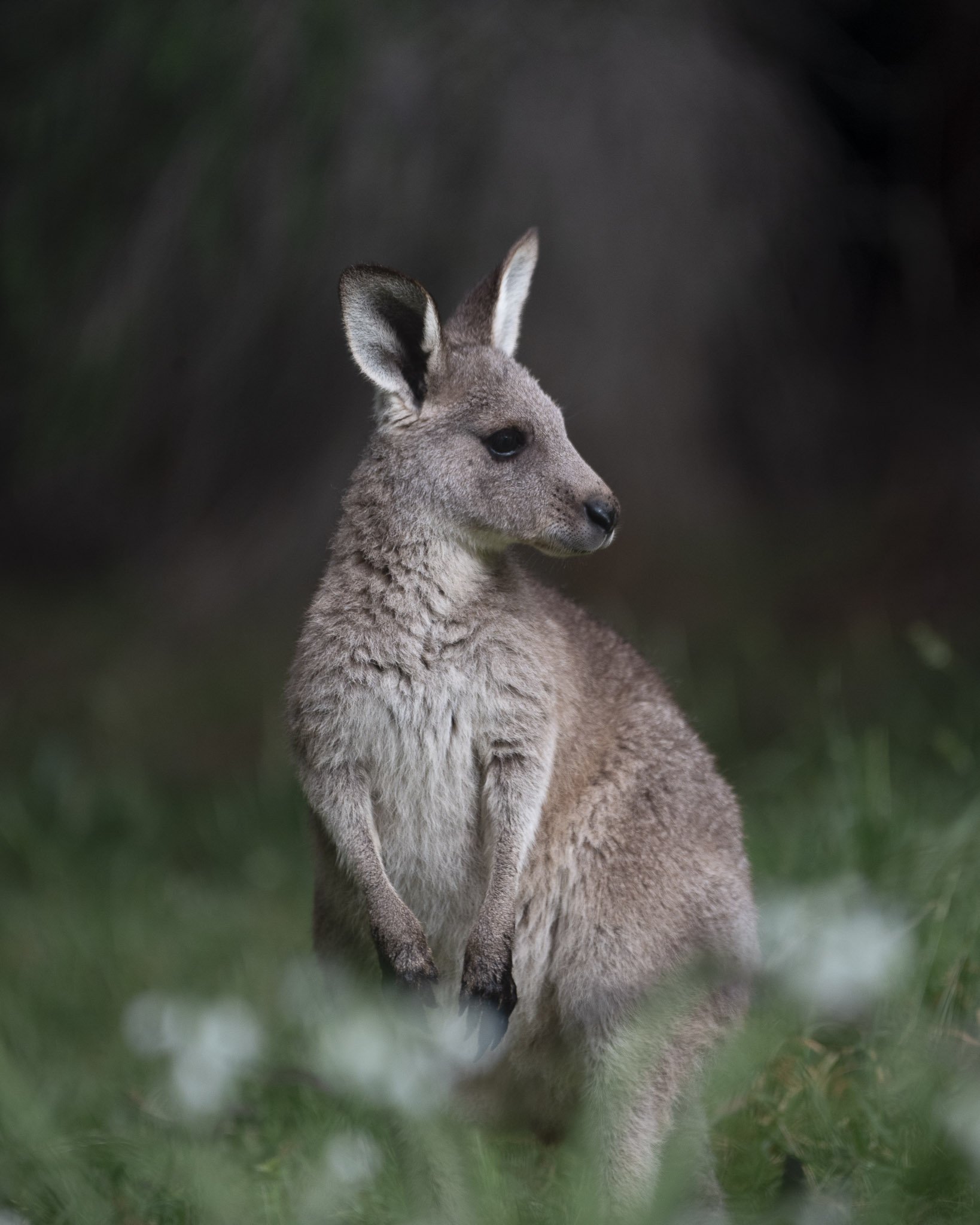Kangaroo_Monica Willmott_Australianwildlifephotographer-1.jpg