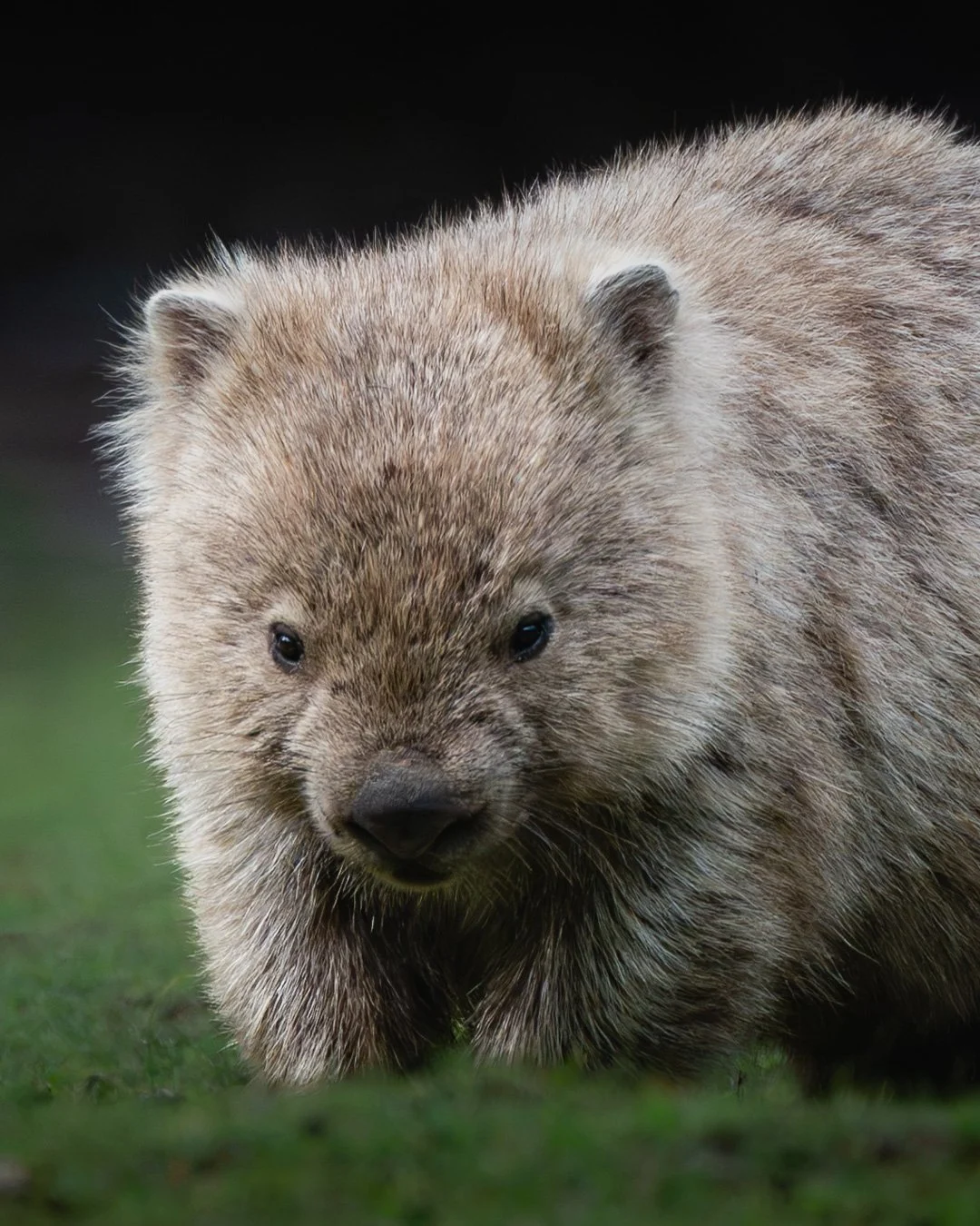 wombat final.jpg