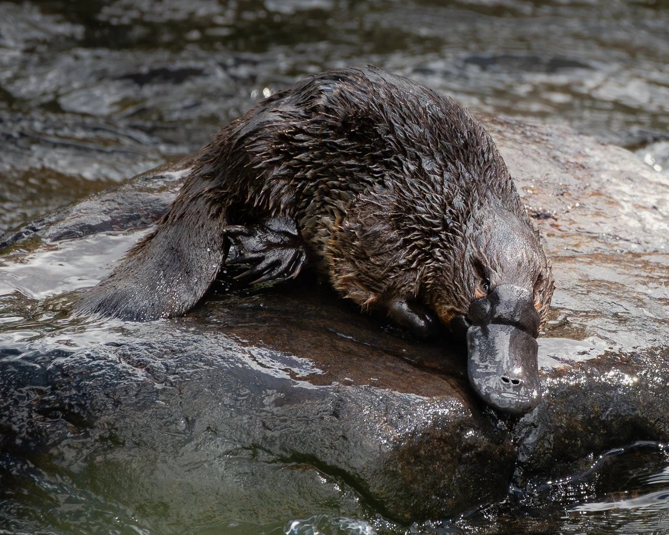 @monica_takesphotos_platypus.jpg