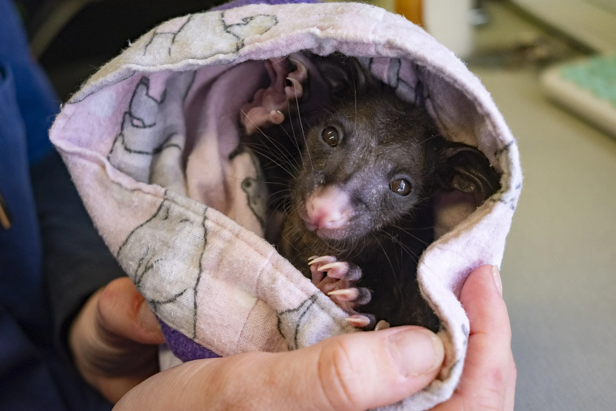 Bonorong Wildlife Sanctuary & Hospital