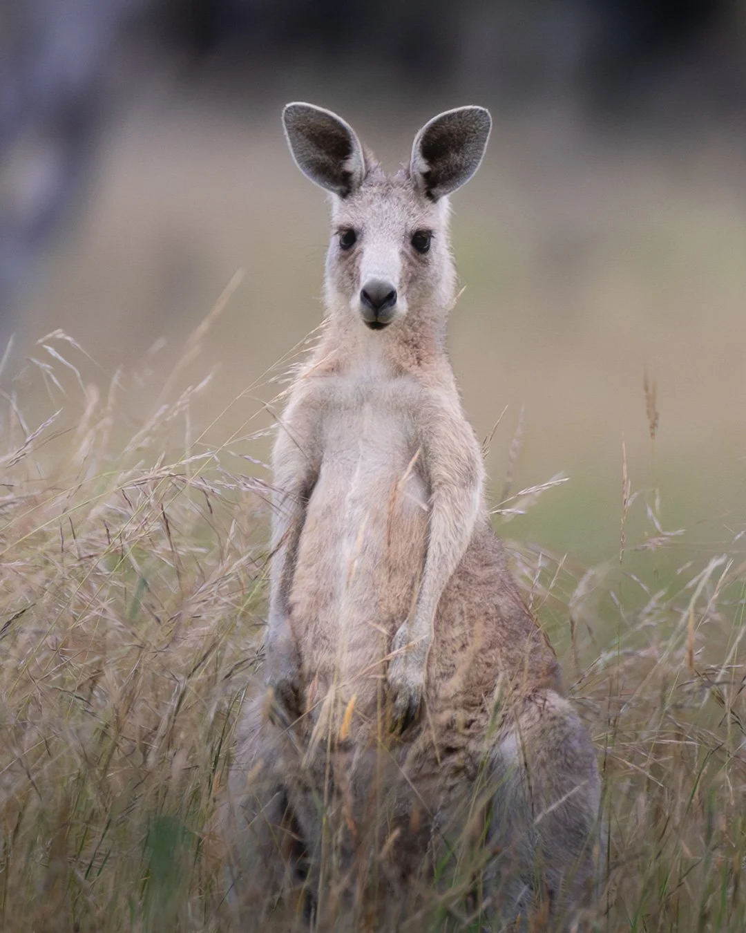 @monica_takesphotos_roo and rainbows.jpg