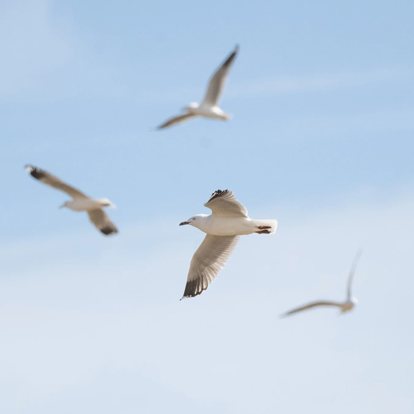 Silver gull-1.jpg