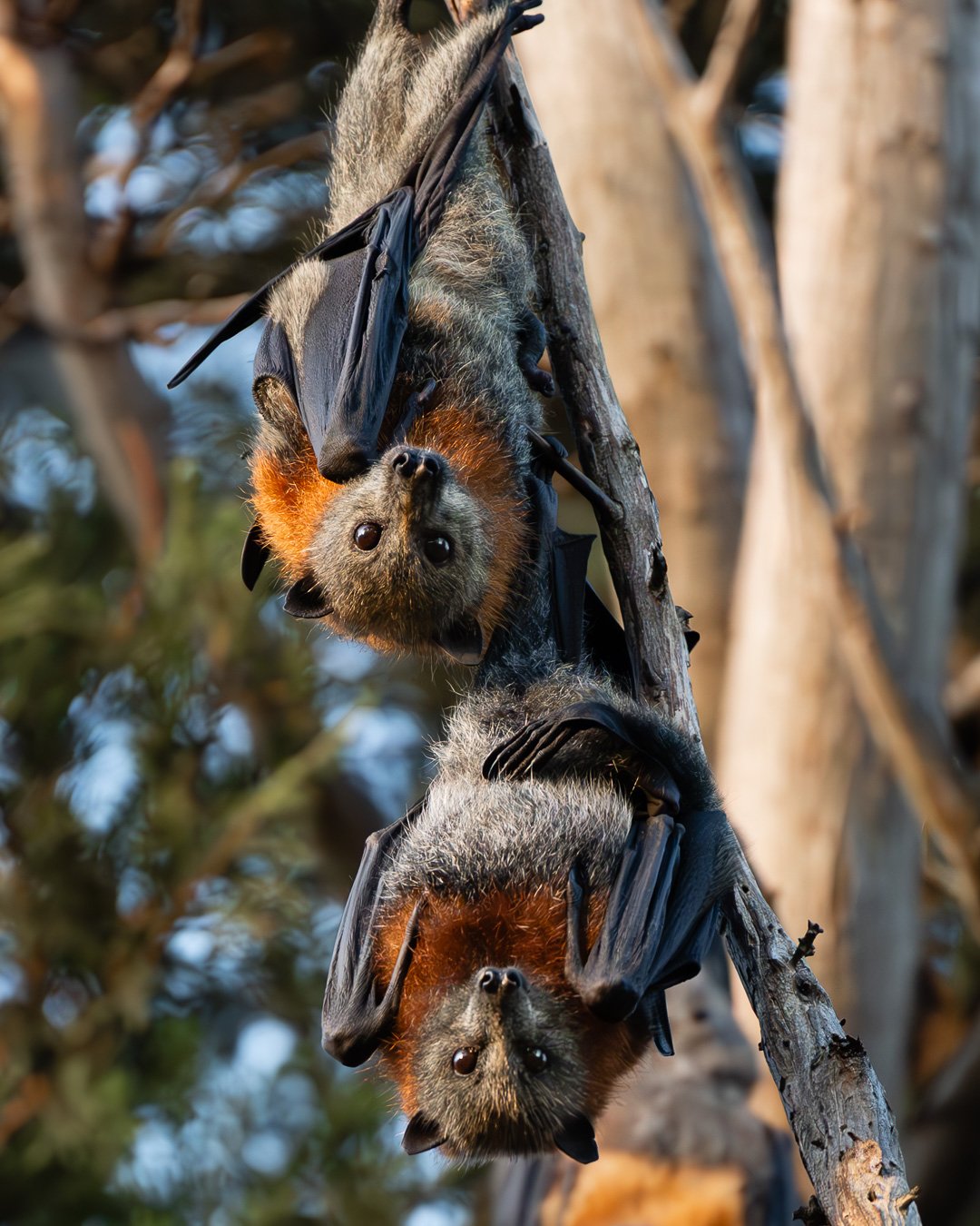 @monica_takesphotos_flyingfox.jpg