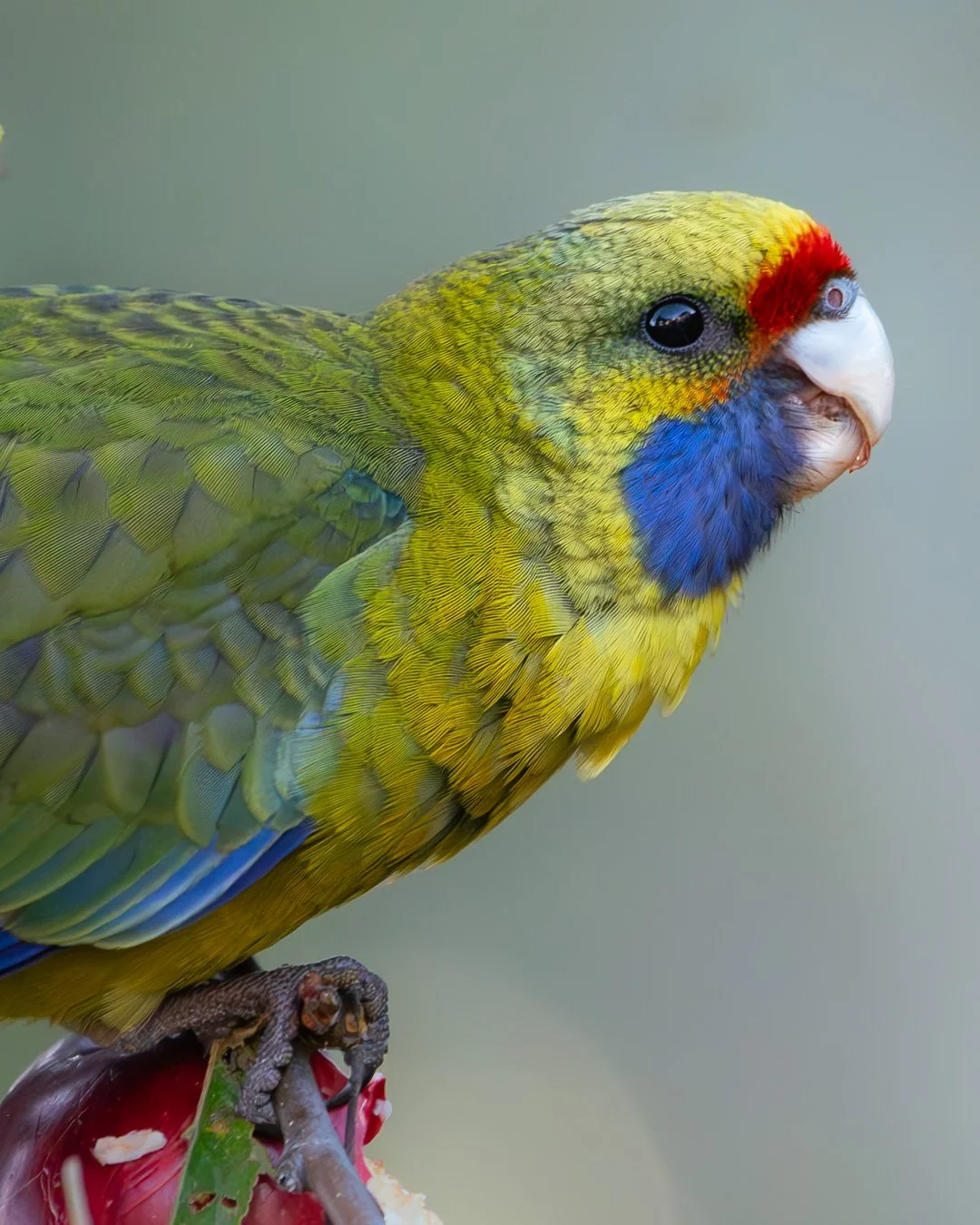@monica_takesphotos_greenrosella.jpg