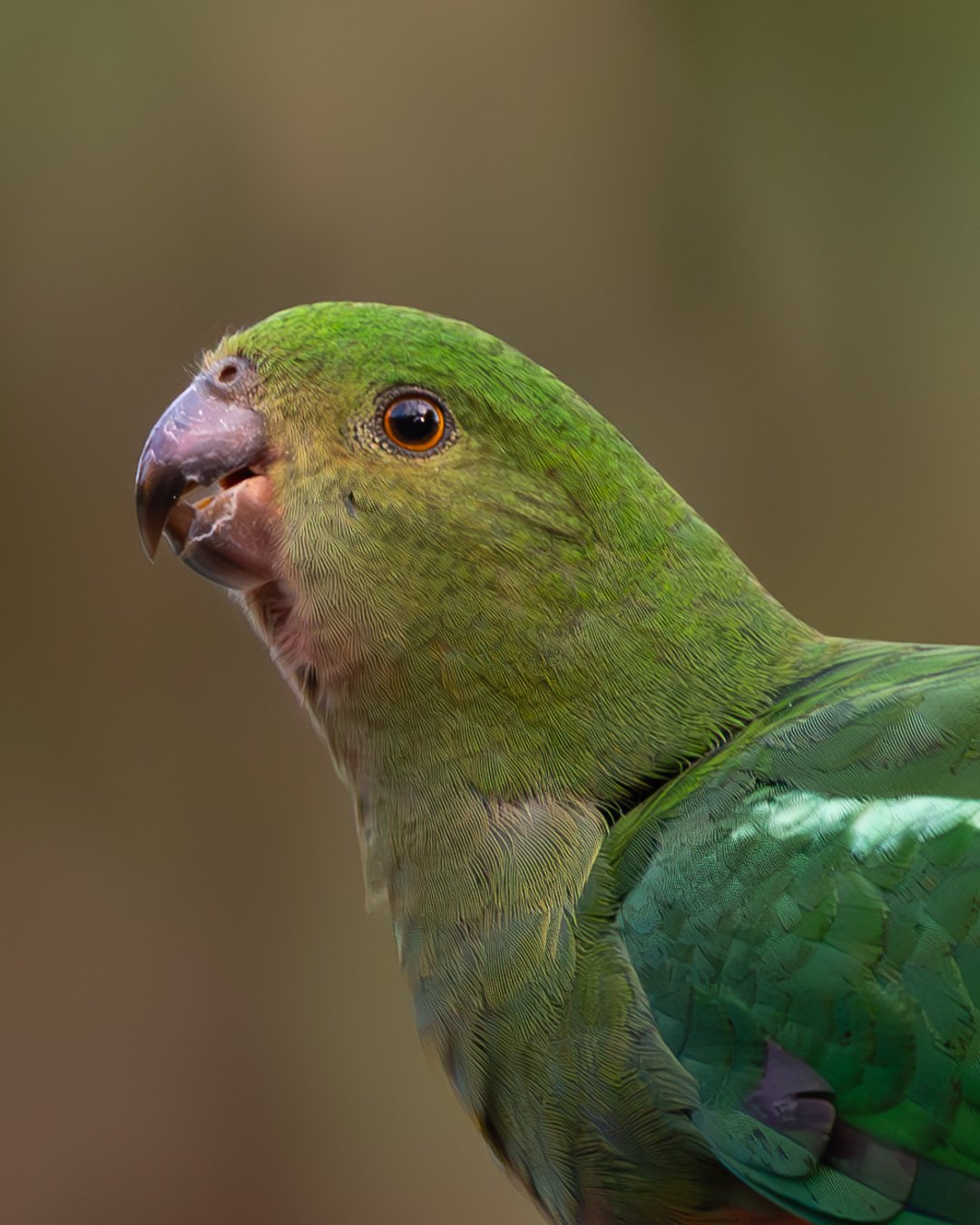 @monica_takesphotos_king parrot.jpg