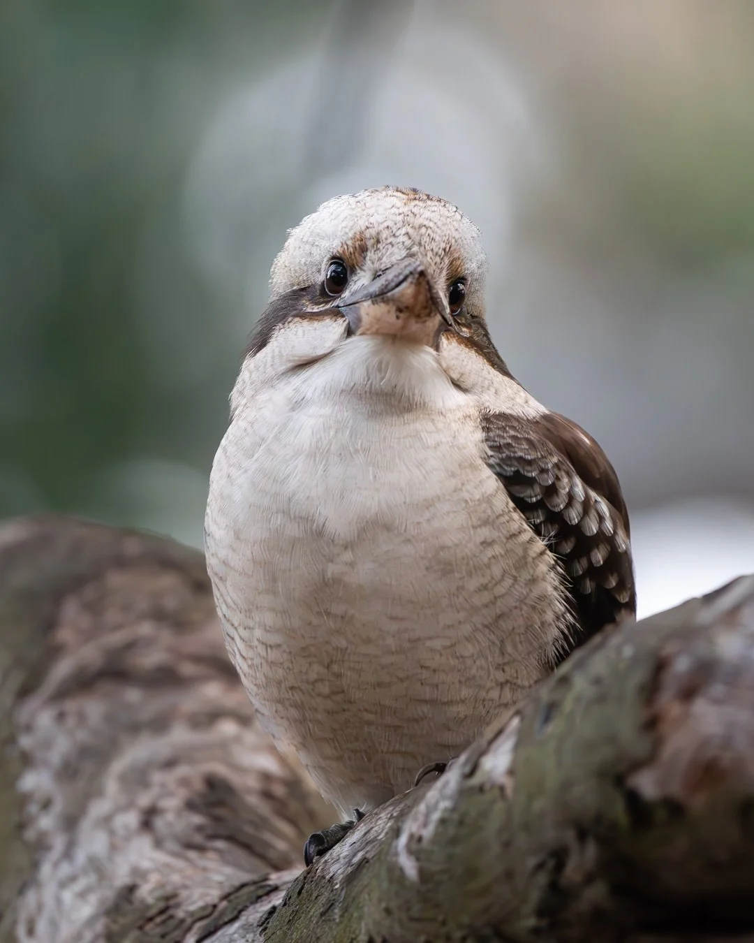 @monica_takesphotos_kookaburra.jpg