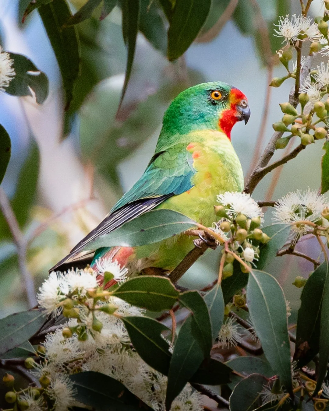 @monica_takesphotos_swiftparrot-2.jpg