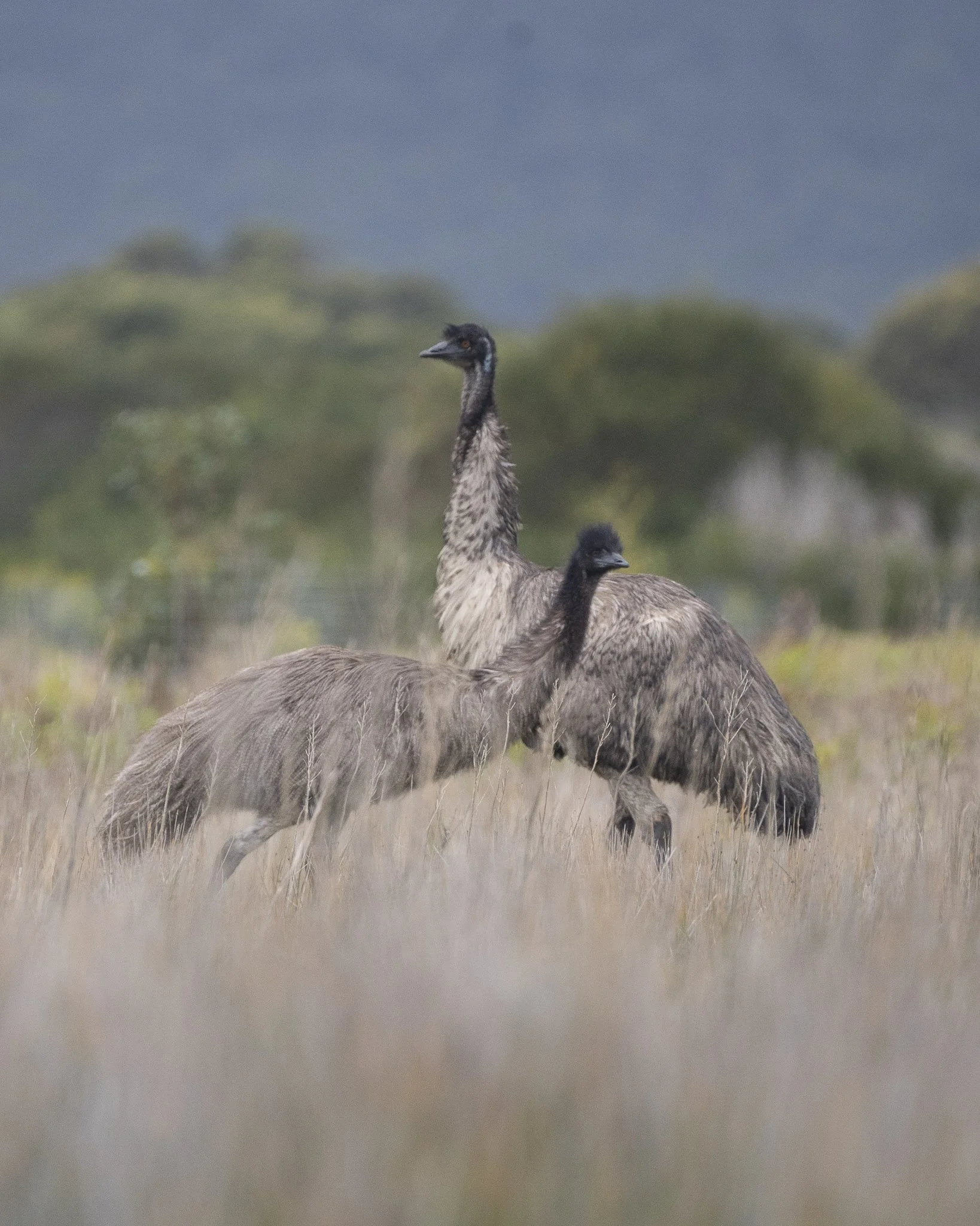 emu_Monica Willmott_Australianwildlifephotographer-2.jpg