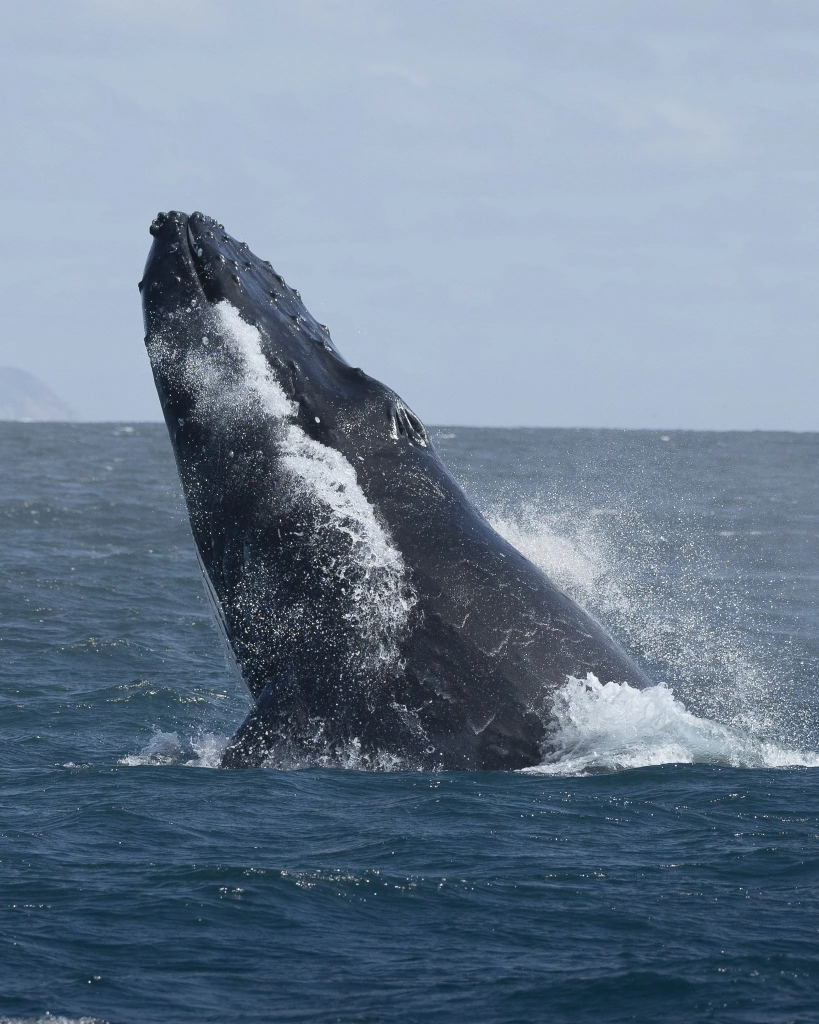 Whale_Monica Willmott_Australianwildlifephotographer-2.jpg
