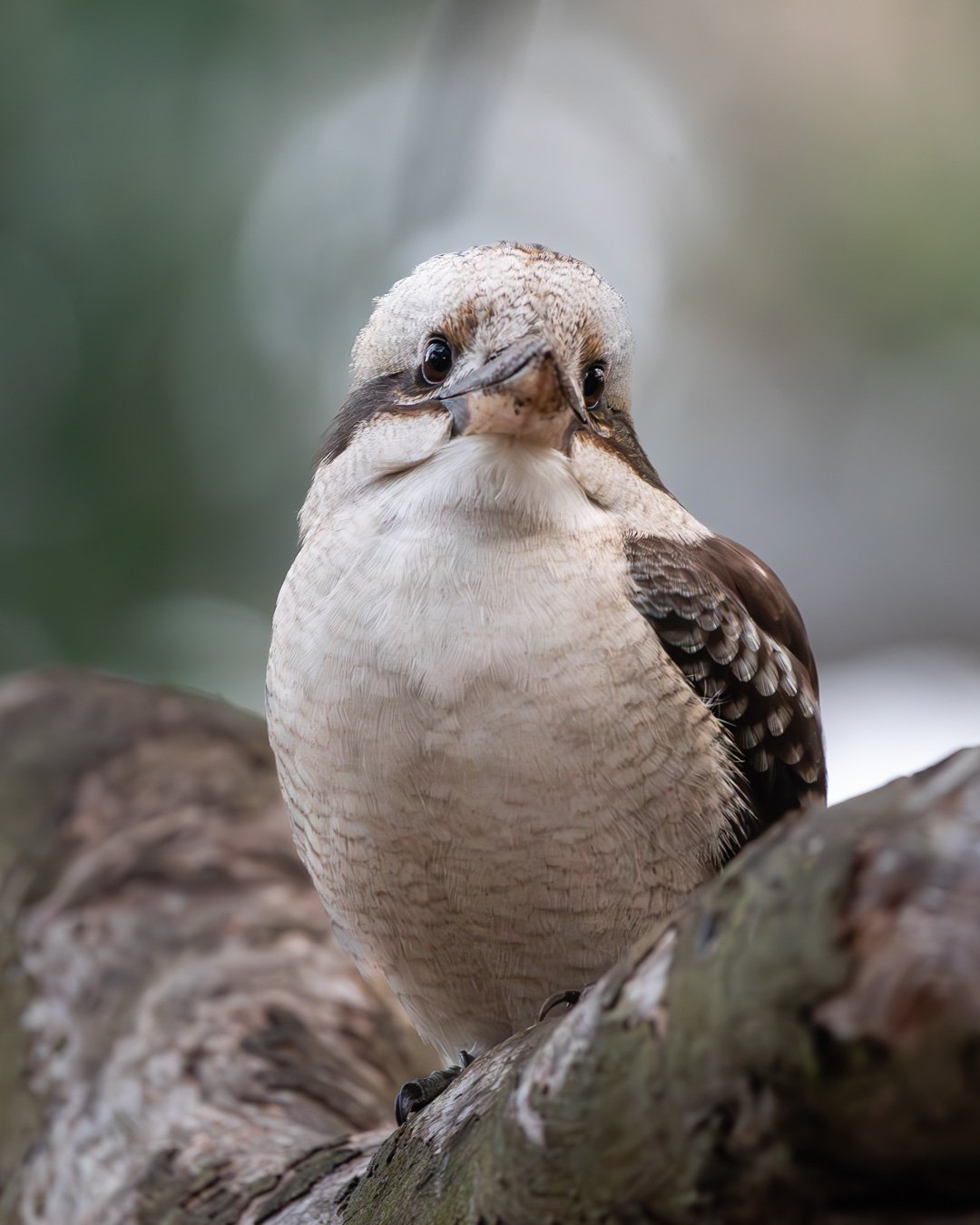 @monica_takesphotos_kookaburra.jpg
