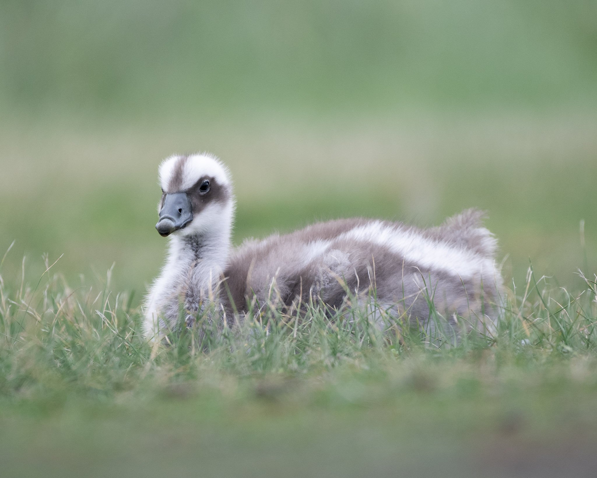 Kangaroo_Monica Willmott_Australianwildlifephotographer-2.jpg