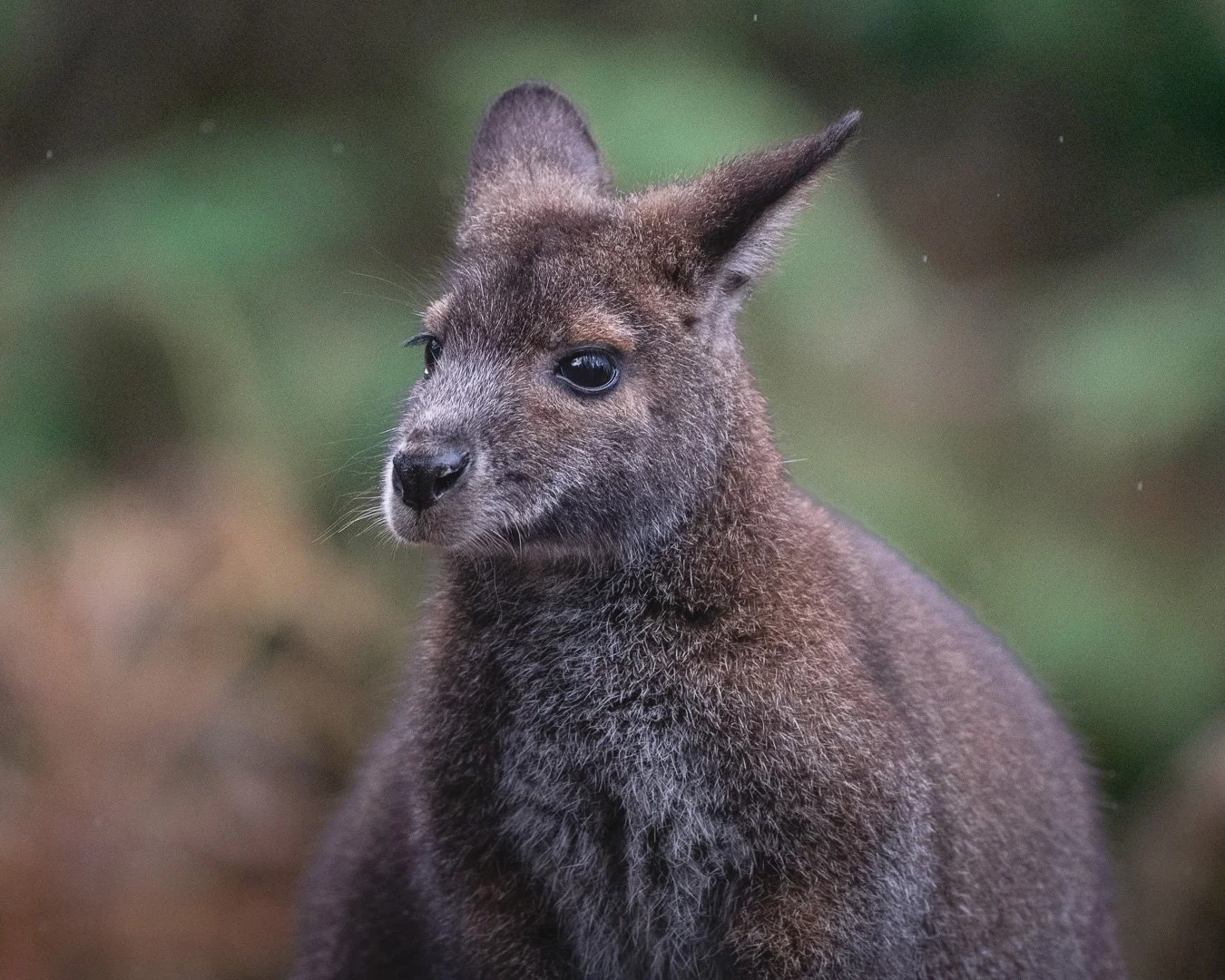 @monica_takesphotos_WBSE and wallaby.jpg