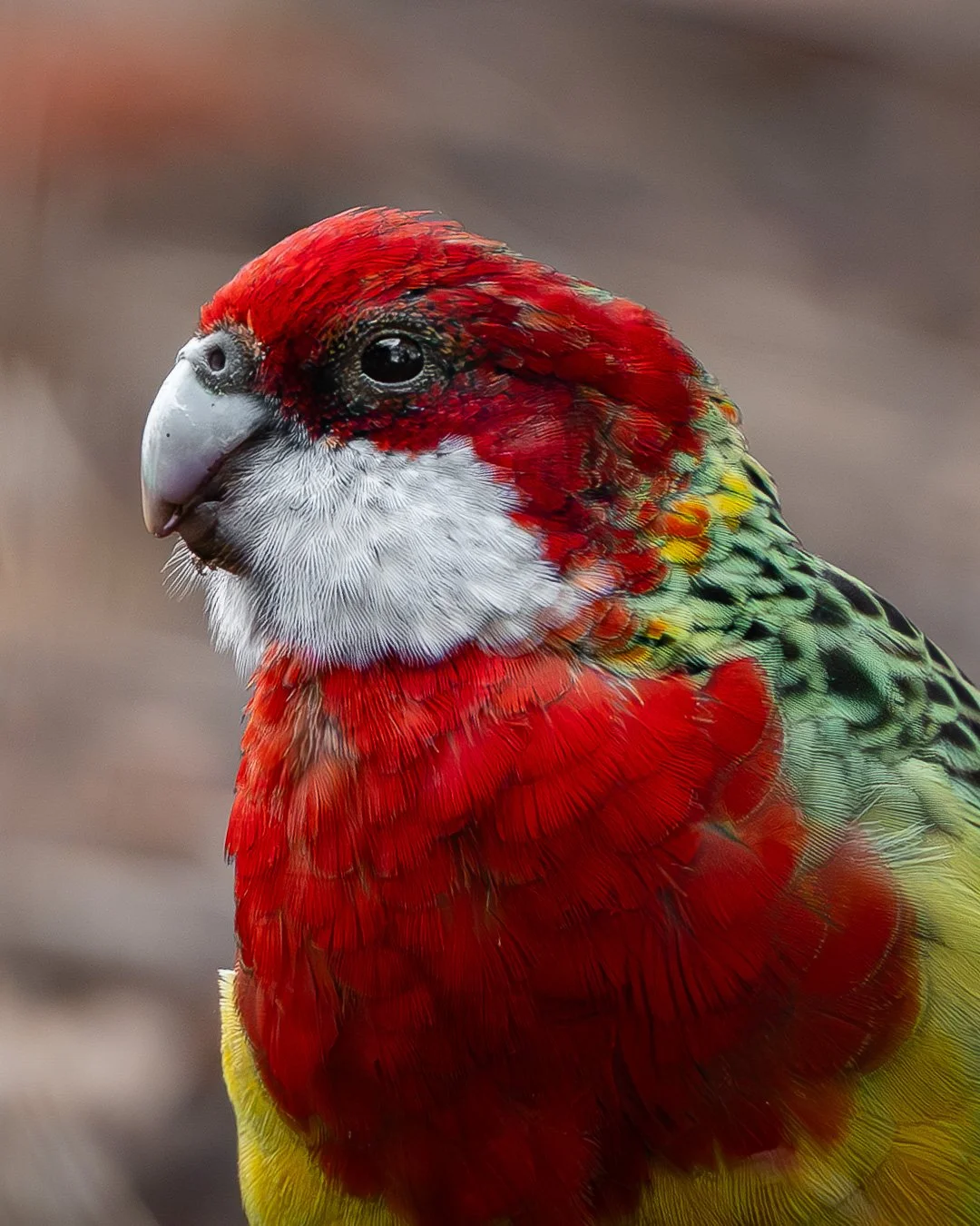 @monica_takesphotos_easternrosella-kooka.jpg