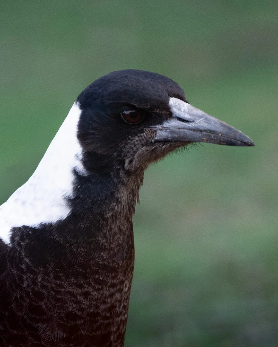@monica_takesphotos_currawong, magpie and BTP-3.jpg