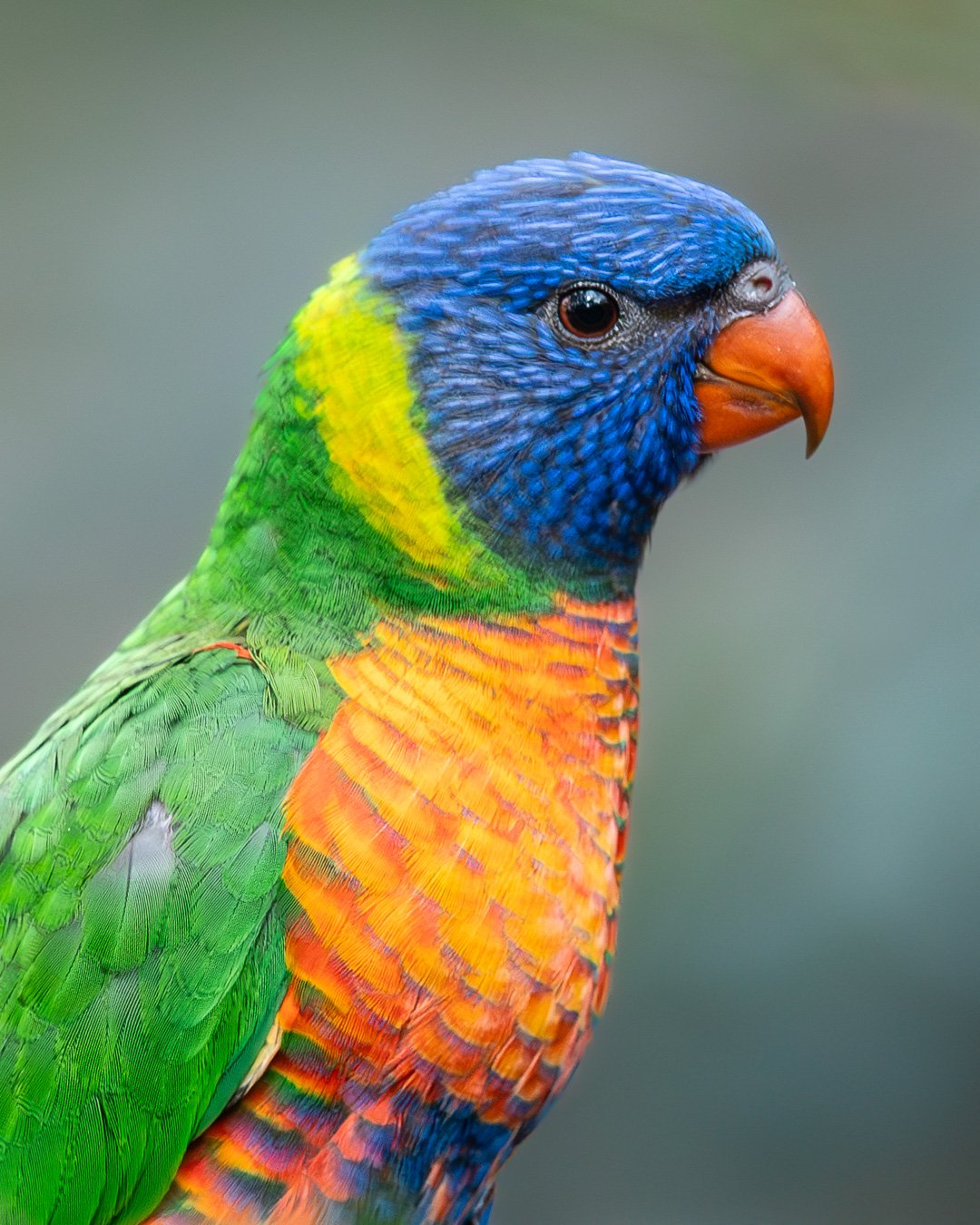 editing demo, rainbow donee.jpg