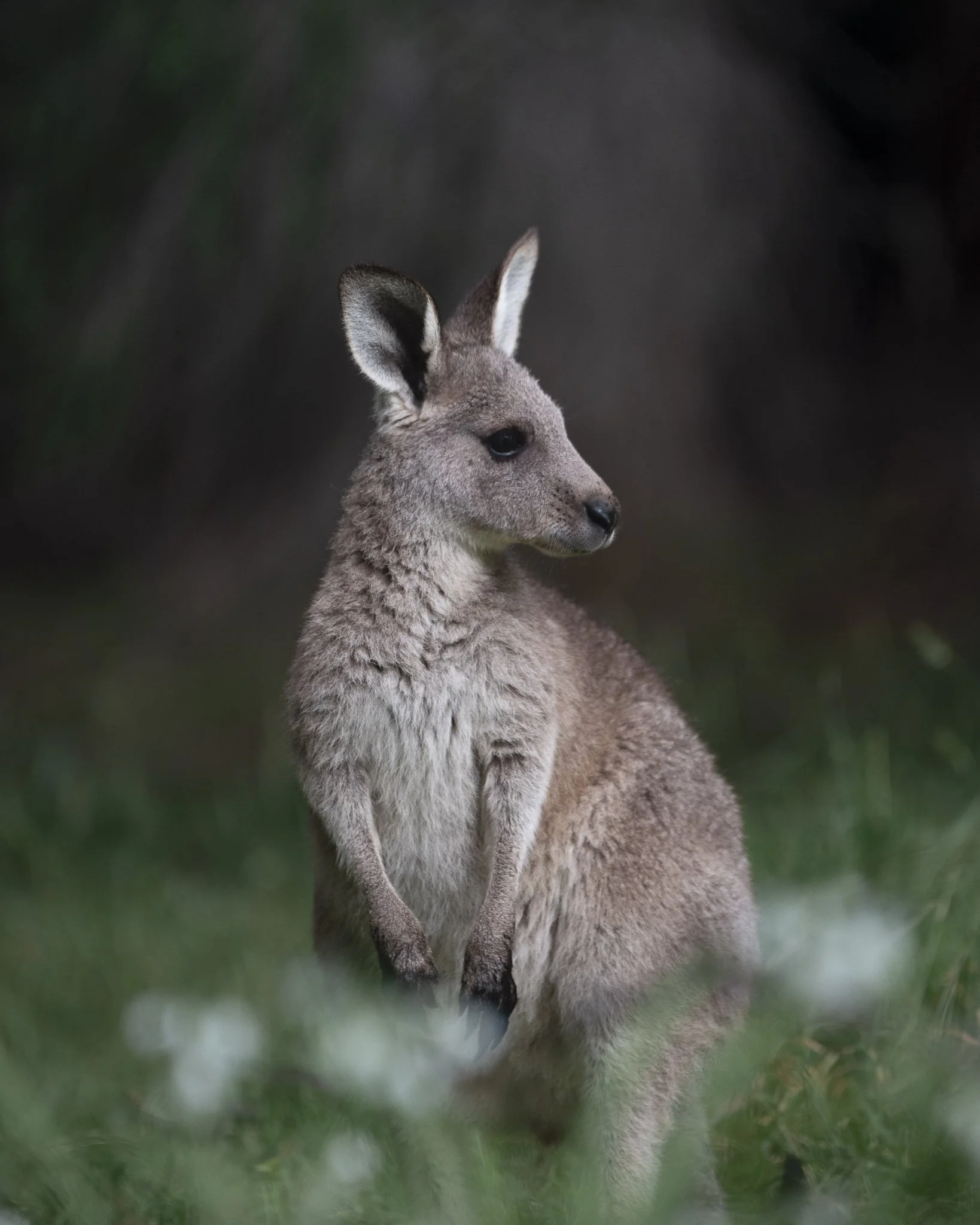 Kangaroo_Monica Willmott_Australianwildlifephotographer-1.jpg