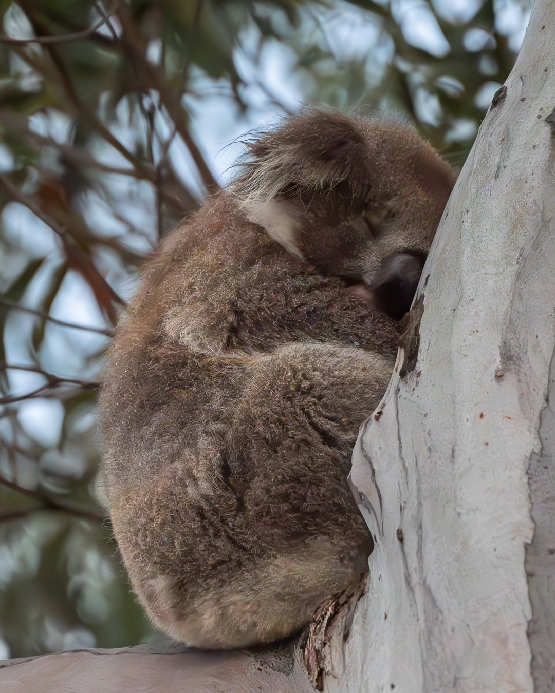 @monica_takesphotos_koala1.jpg