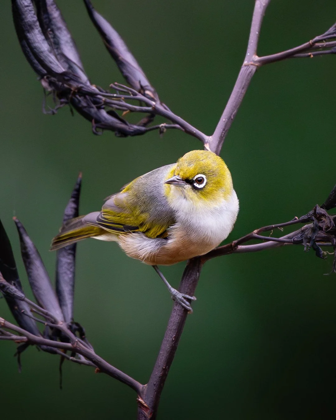 @monica_takesphotos_silvereye-3.jpg