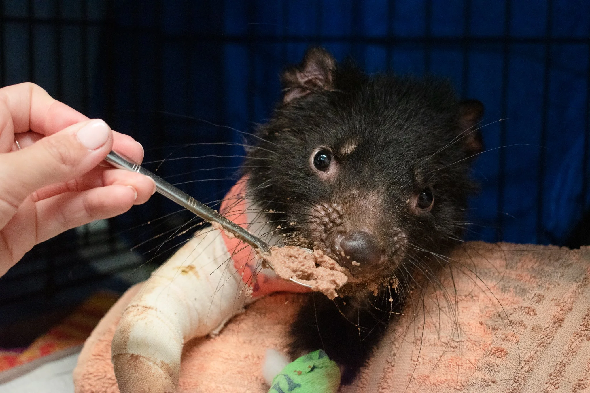 Bonorong Wildlife Sanctuary & Hospital