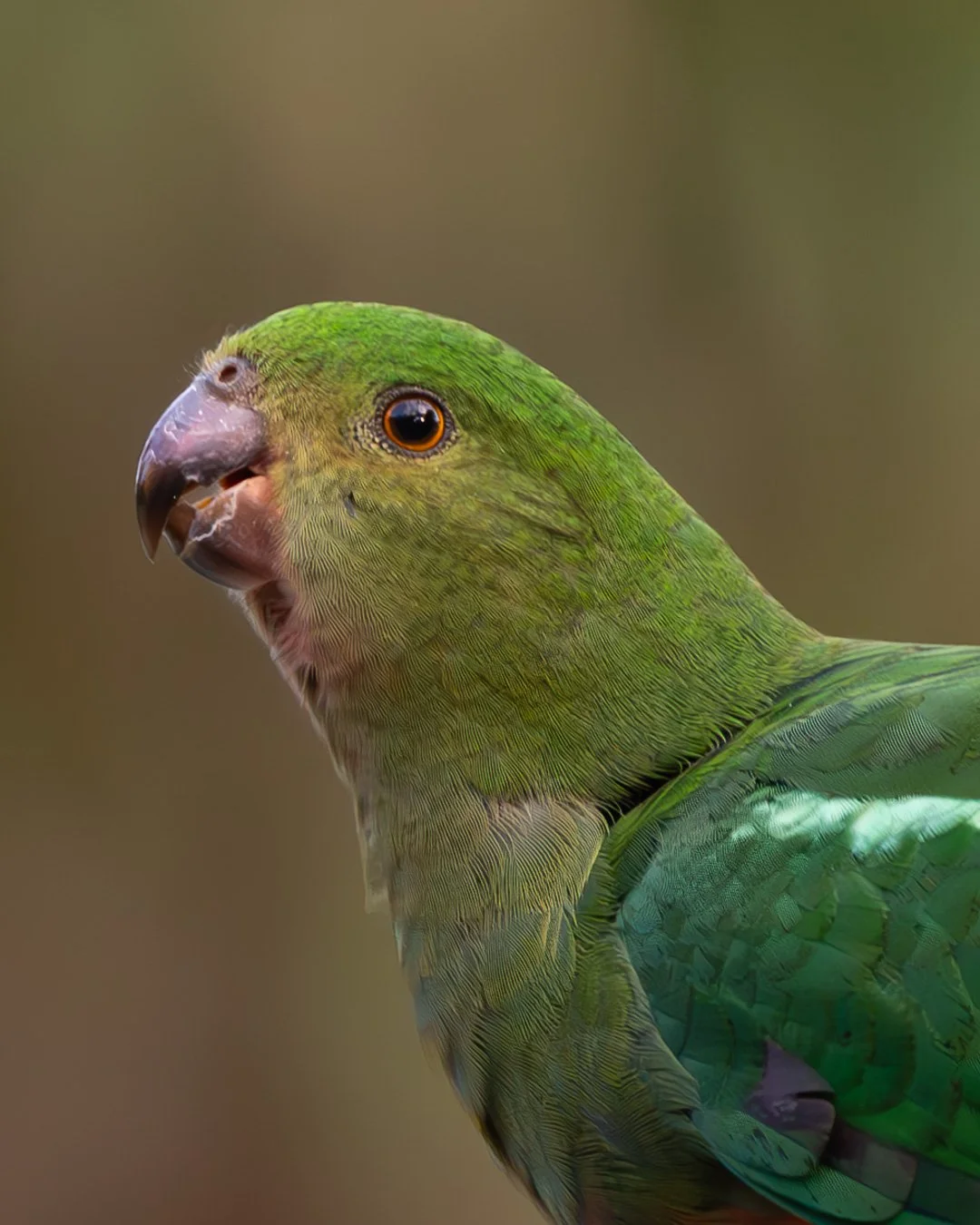 @monica_takesphotos_king parrot.jpg
