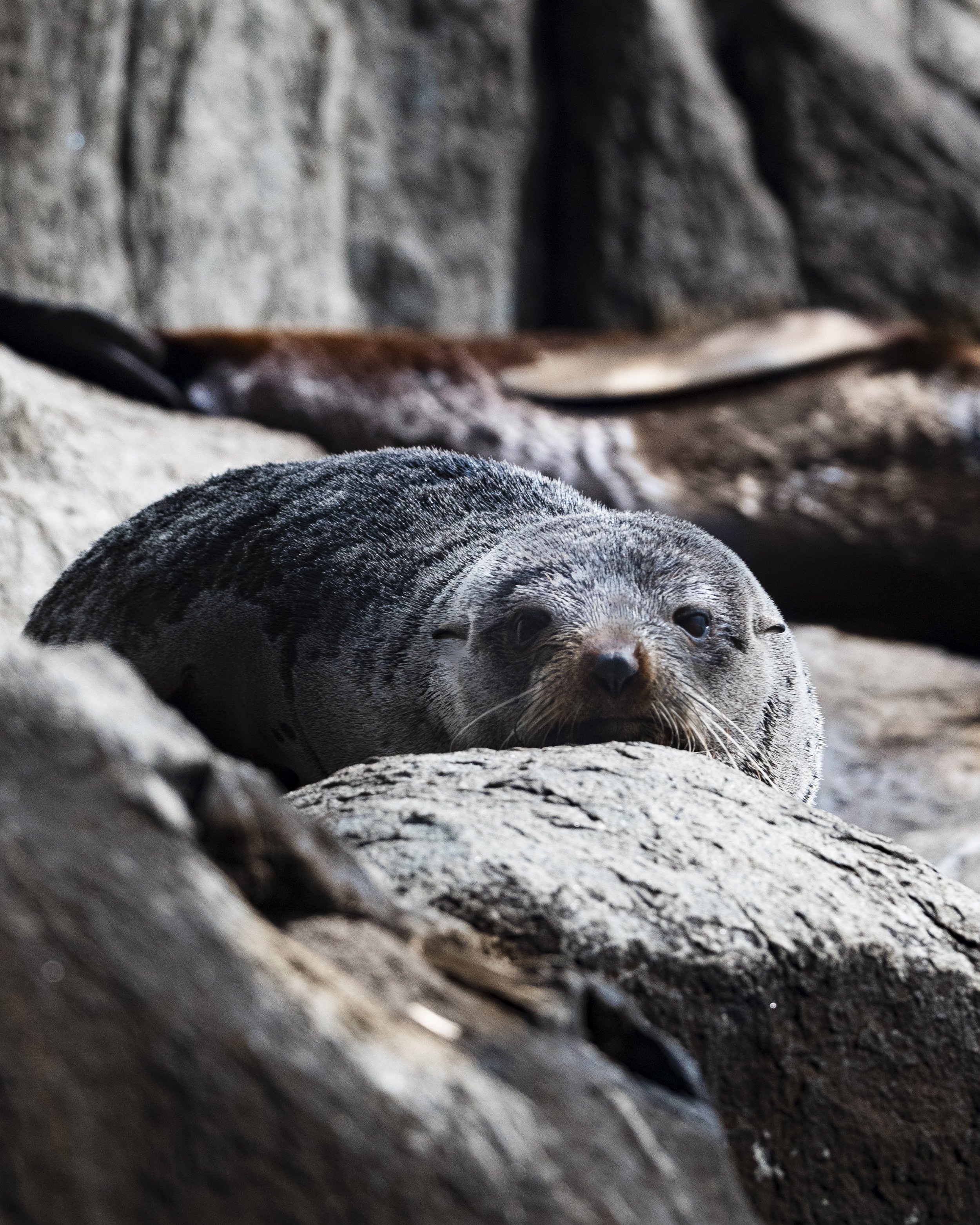 seals-1.jpg